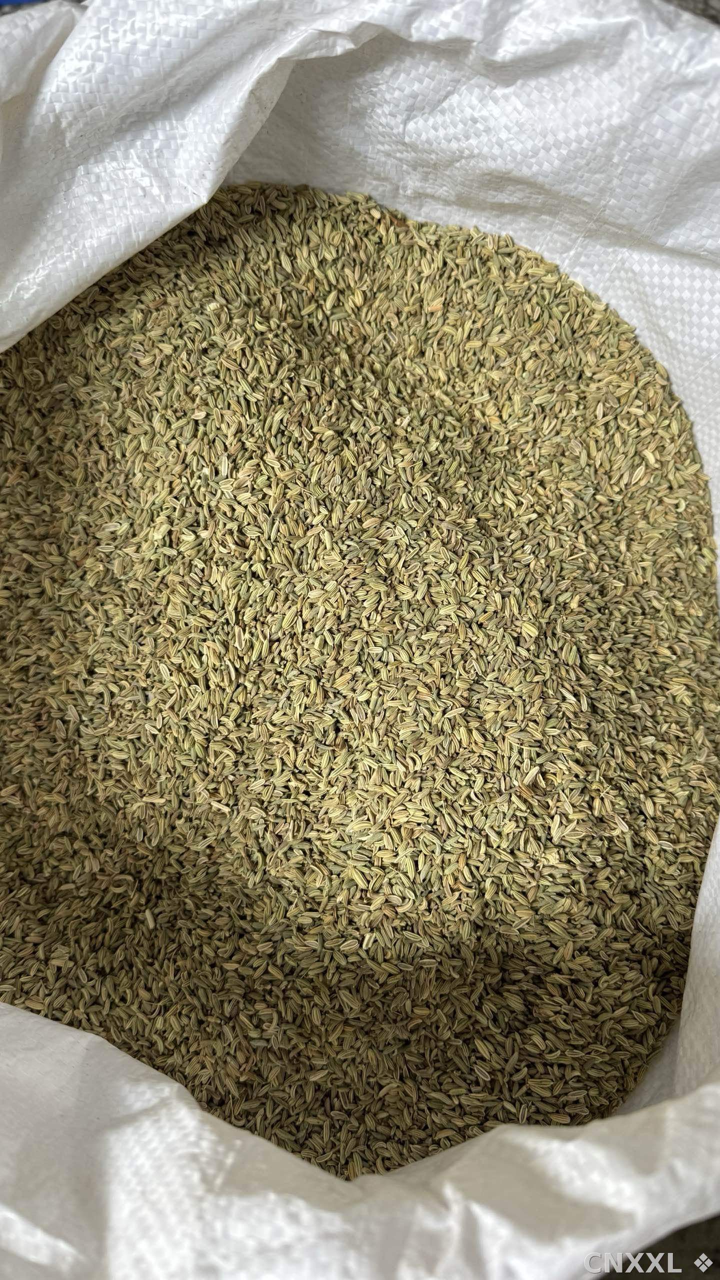 spice_2880336_4fecab9b_2.jpg