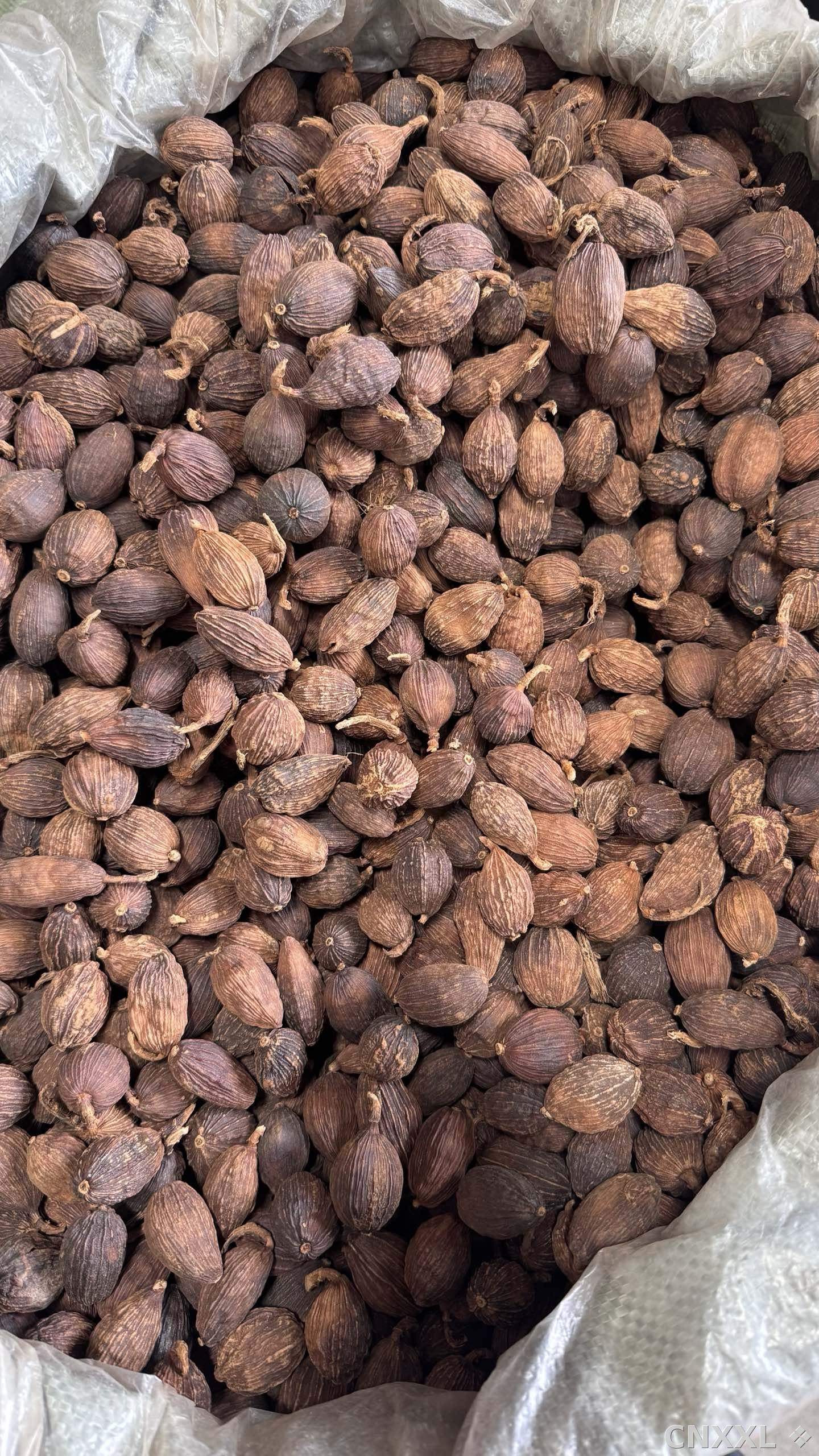 spice_2900622_eb40f772_3.jpg