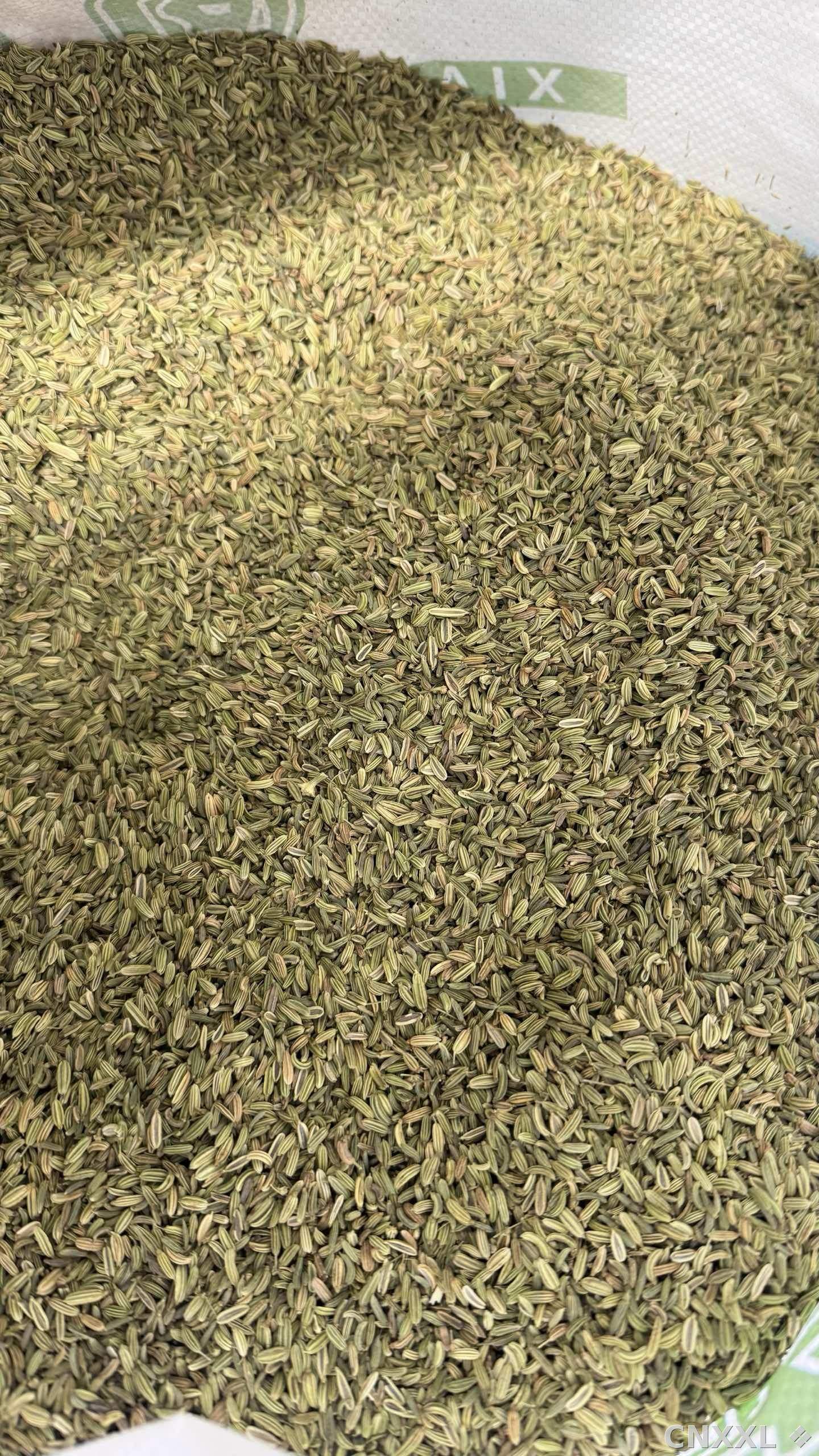 spice_2905689_0b642e9f_2.jpg