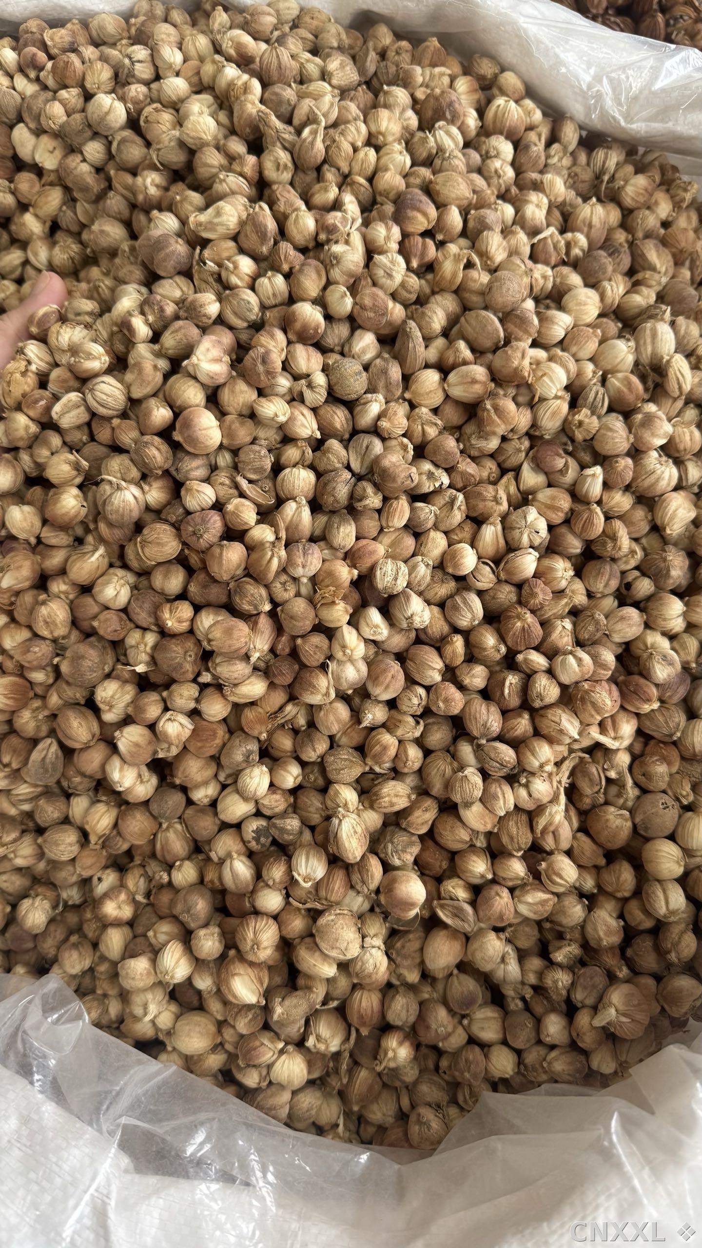 spice_2966522_e0ff0623_3.jpg