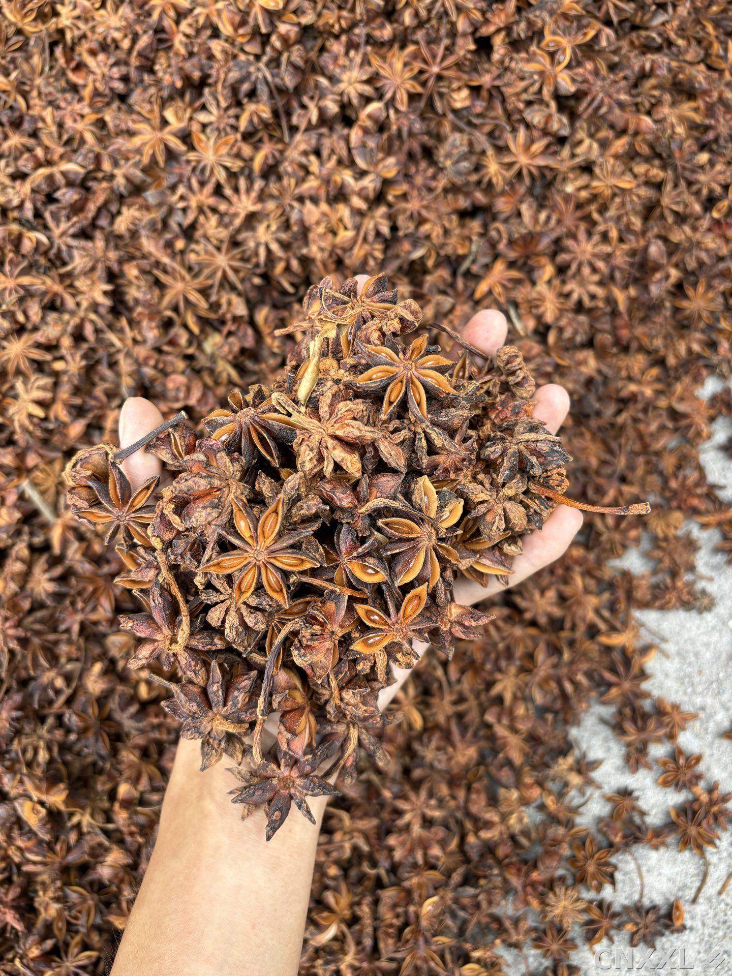 spice_2966524_f79706fd_2.jpg