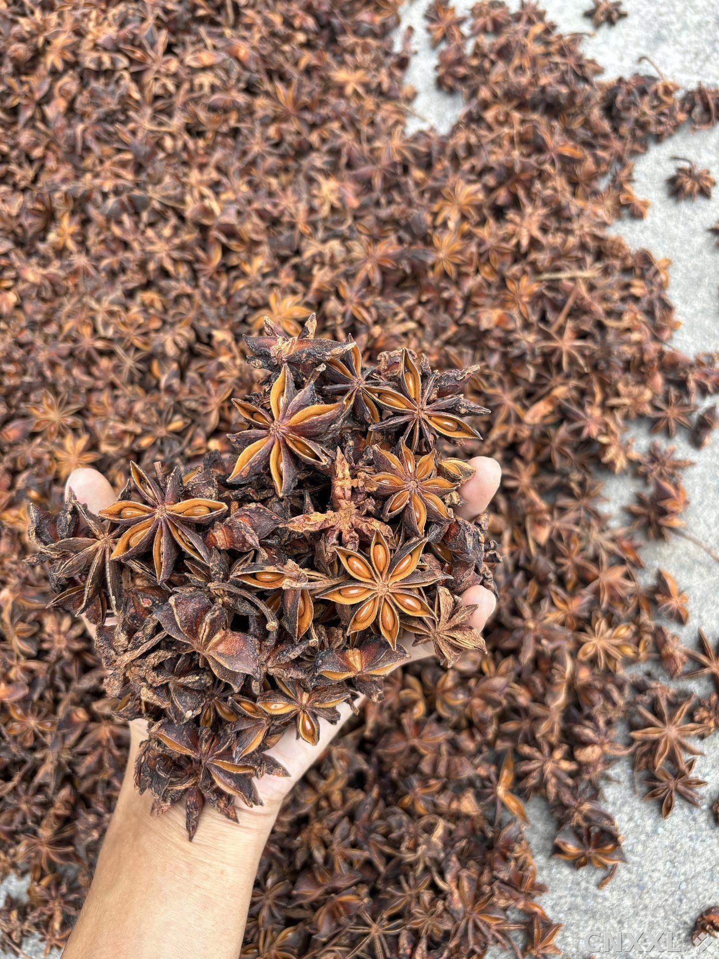 spice_2966525_4e5ff418_1.jpg