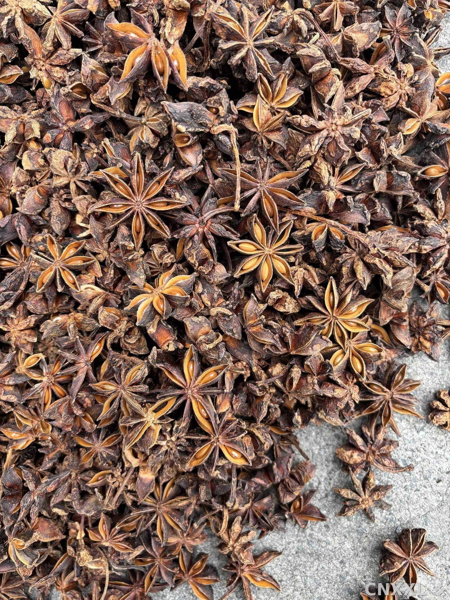 spice_2966525_897189be_3.jpg