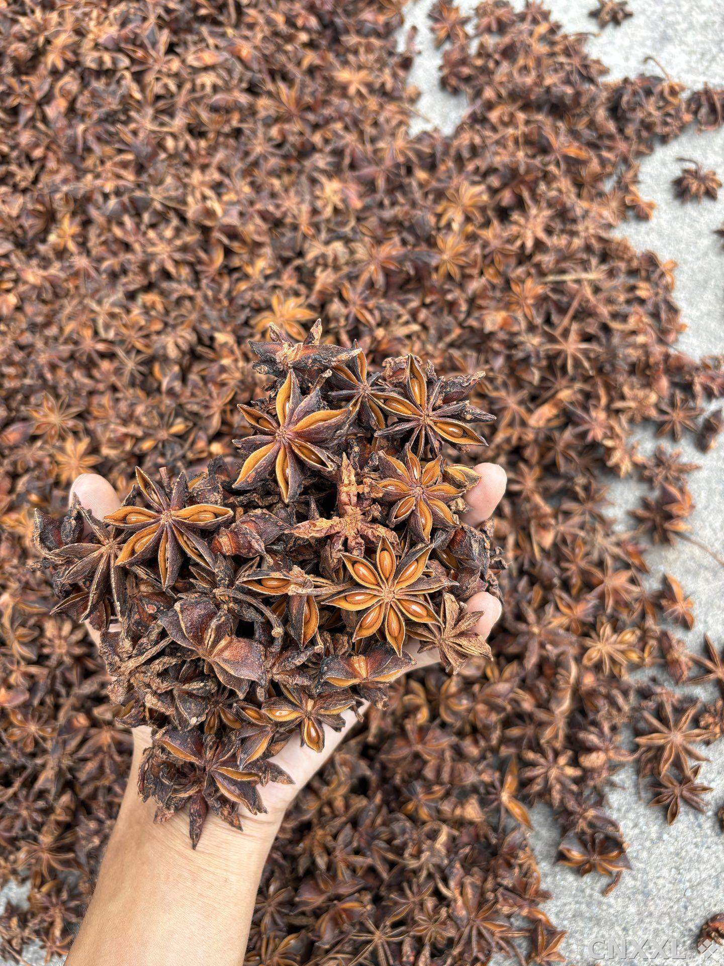 spice_2966525_8eb1d2e3_2.jpg