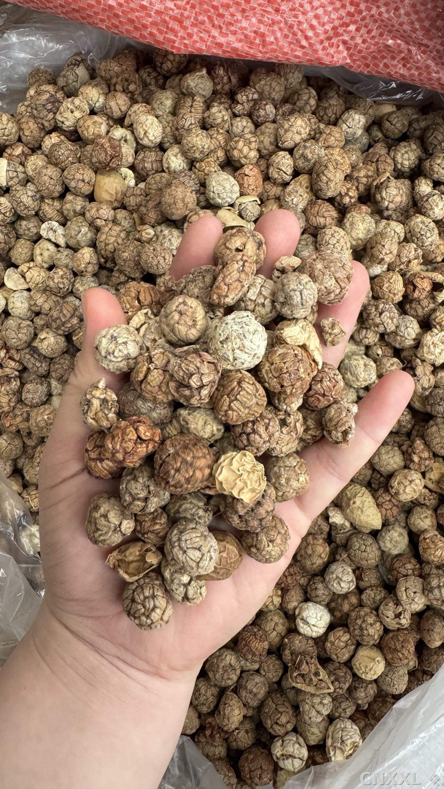 spice_3022378_8fd7d1cf_2.jpg