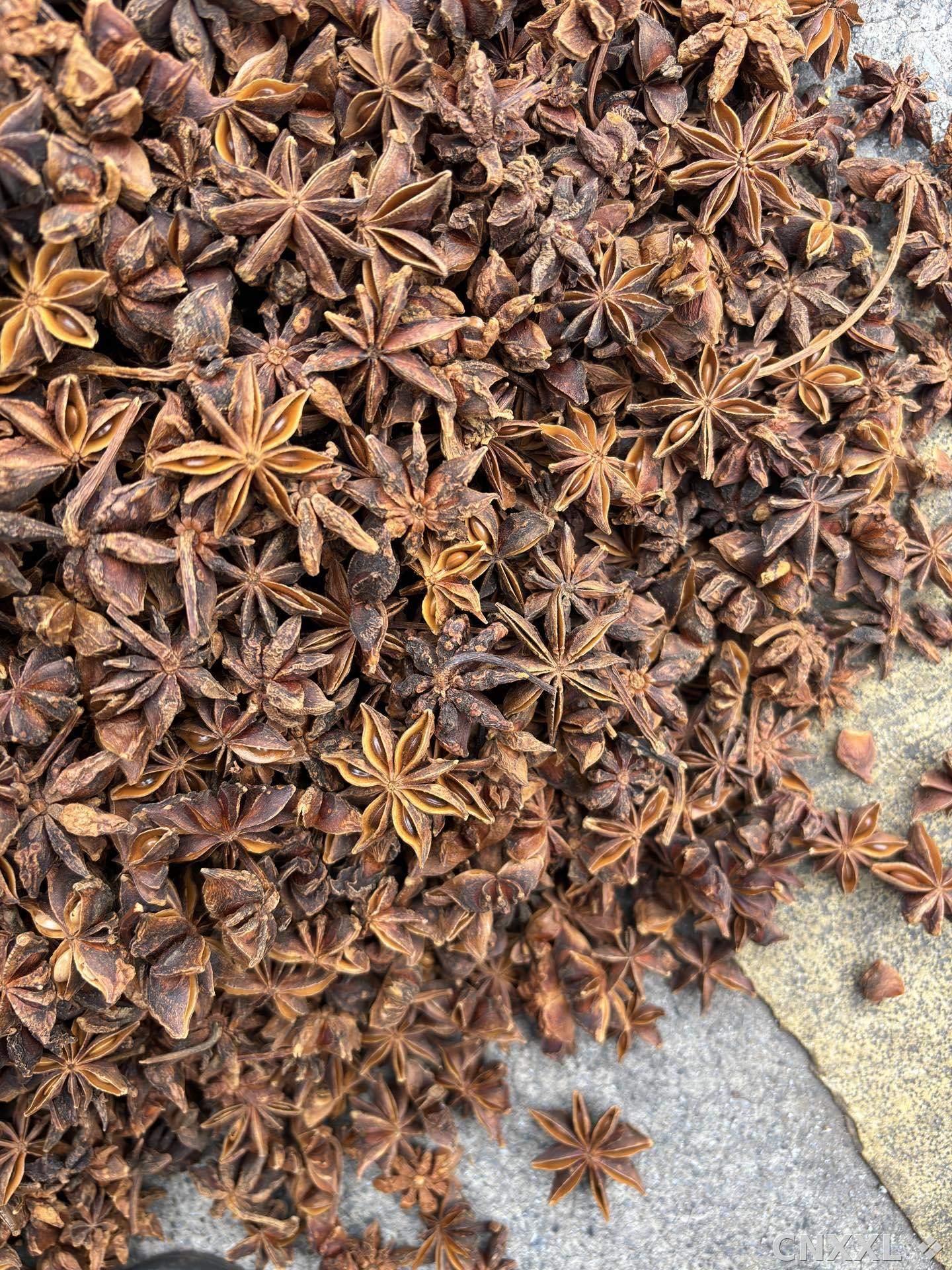 spice_3068071_72f75ecd_3.jpg