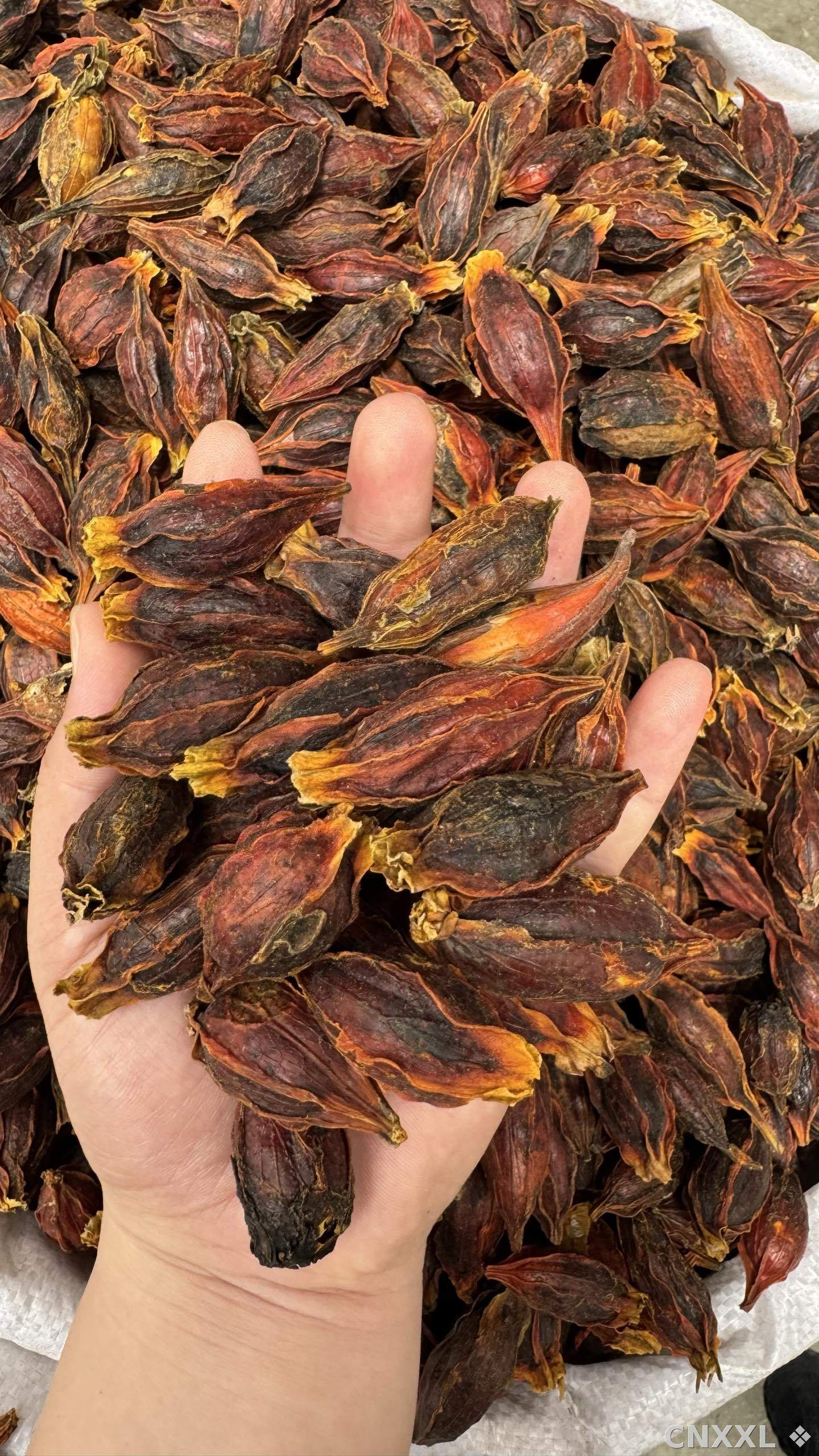 spice_3083313_9cf34376_1.jpg