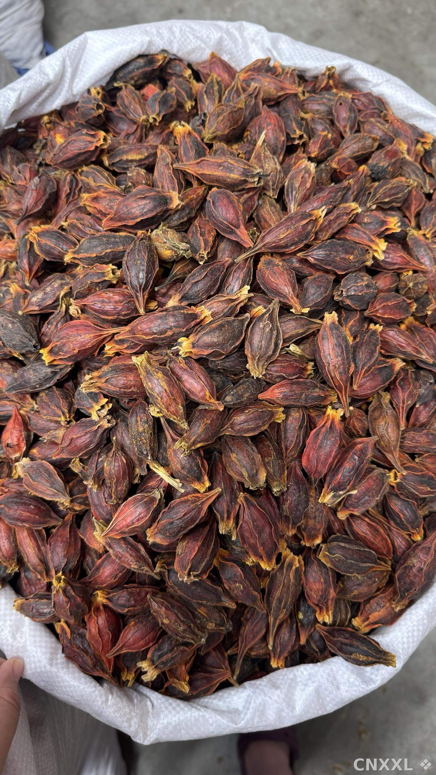 spice_3083313_cc52ed92_3.jpg