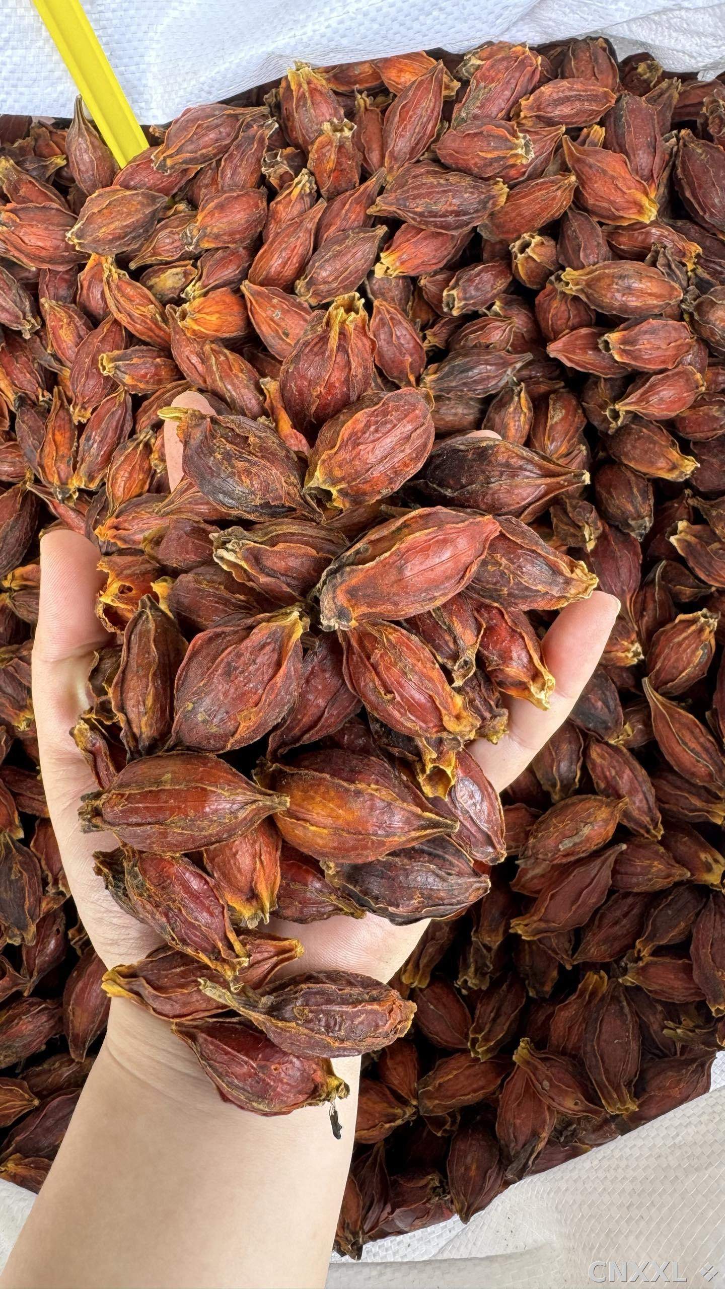 spice_3088396_5f448137_2.jpg