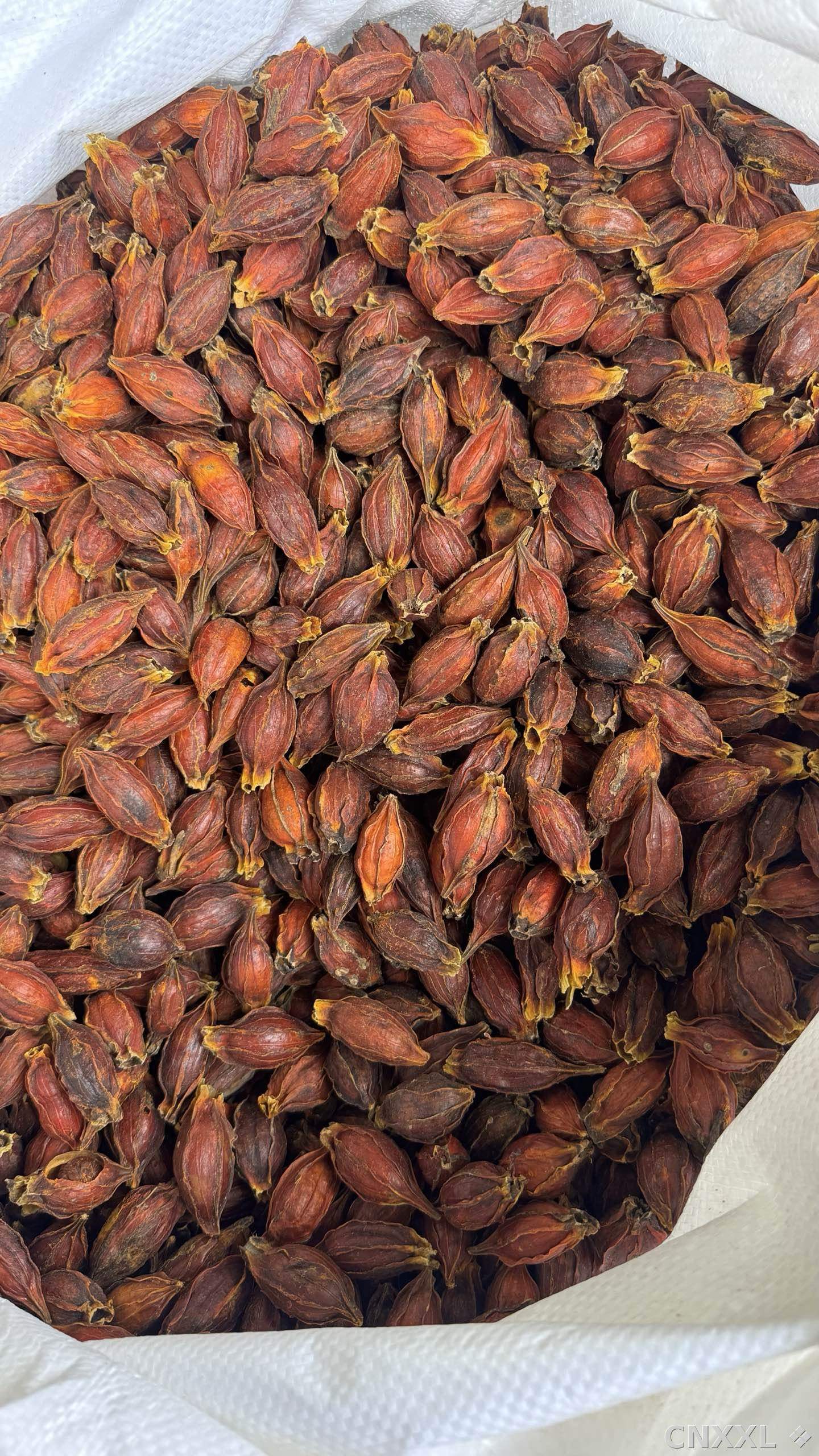 spice_3088396_9225ea8e_3.jpg