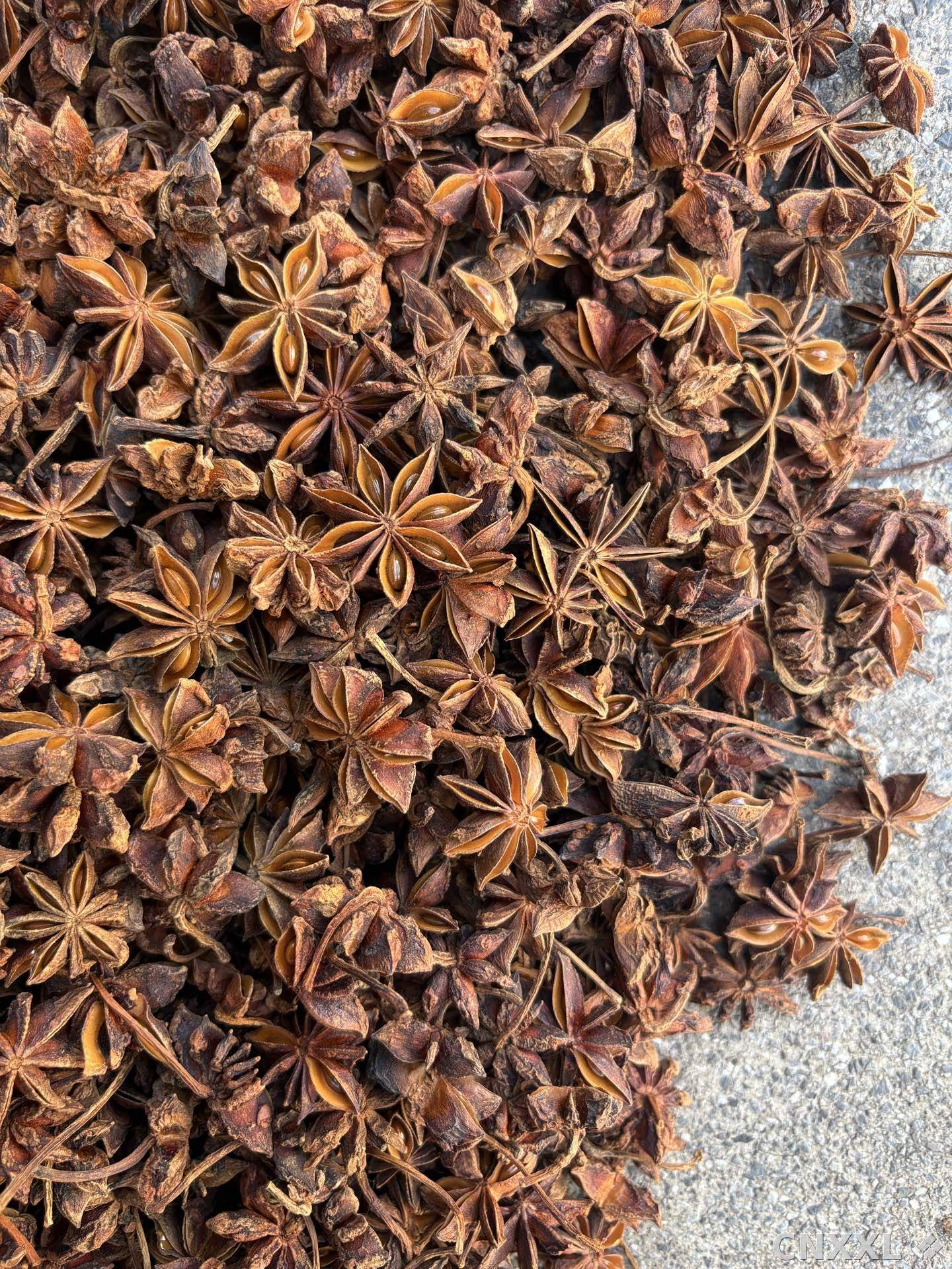 spice_3159558_f3c0bb83_3.jpg