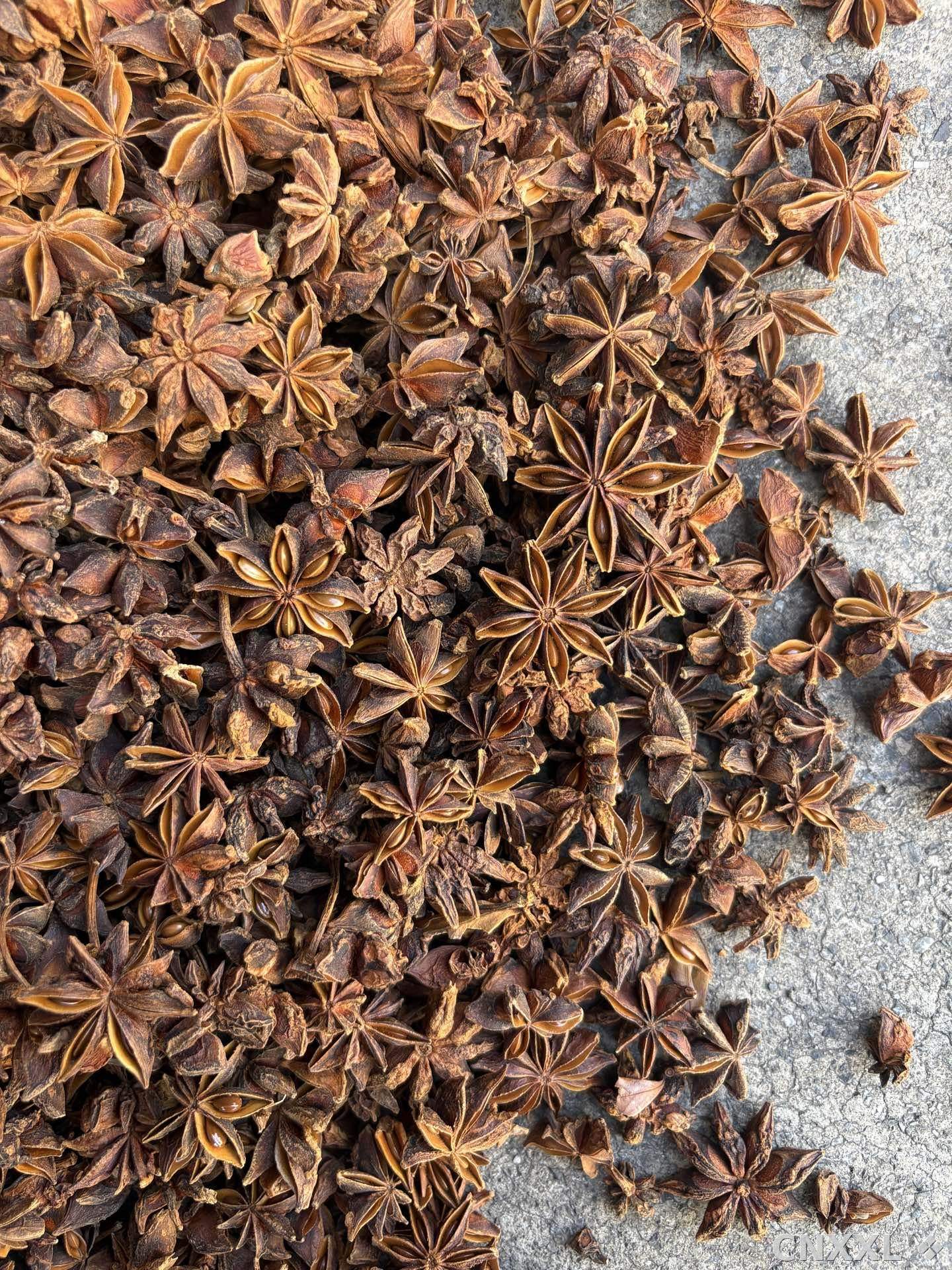 spice_3164651_e71af36b_3.jpg