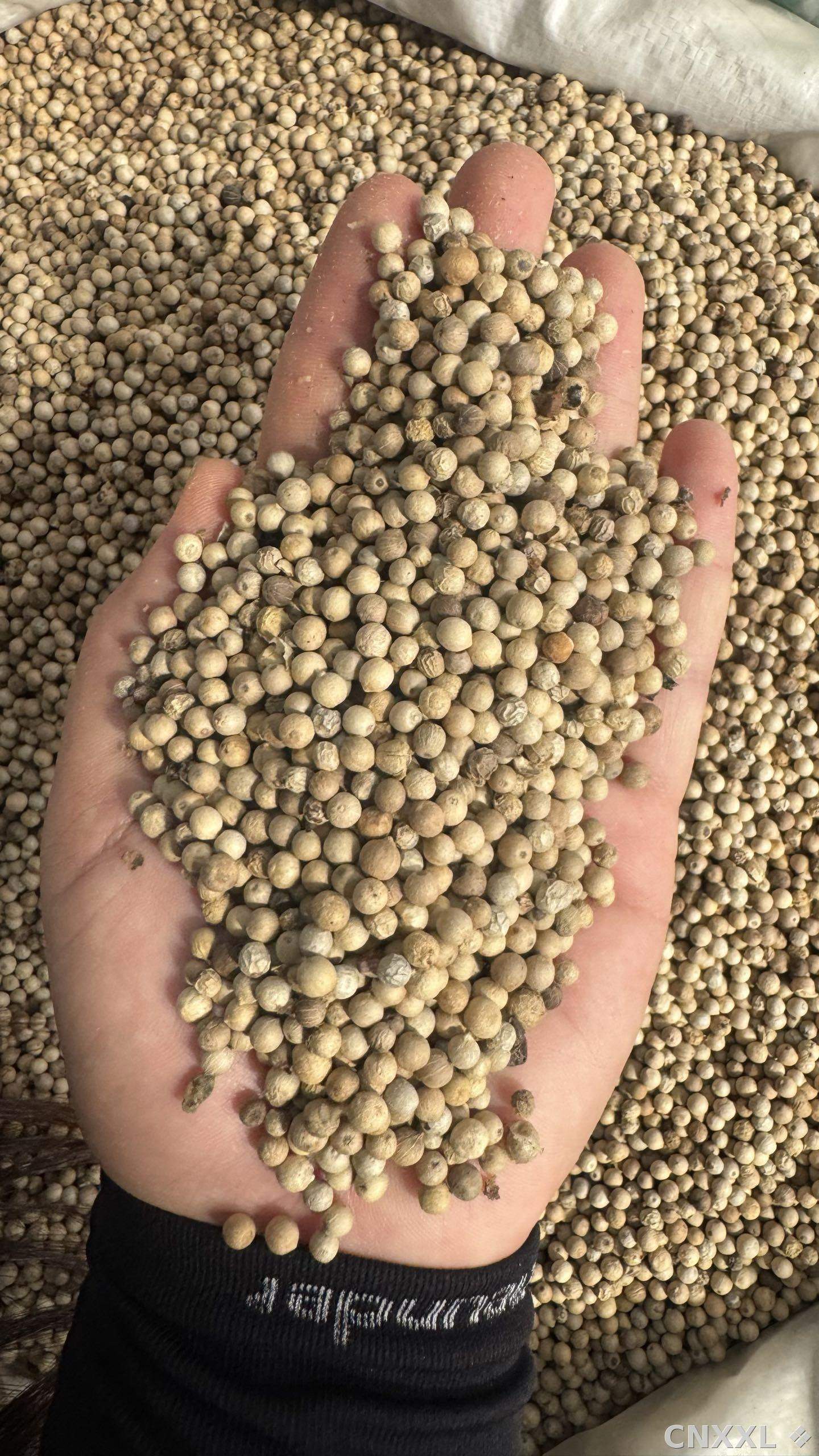 spice_3174806_8bdc0394_1.jpg