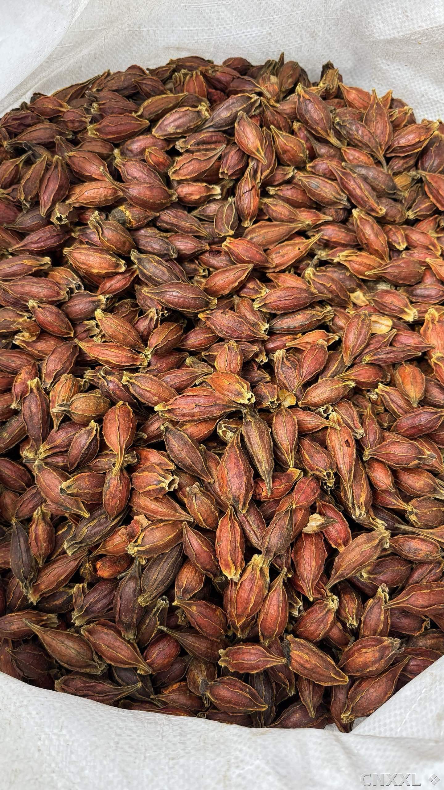 spice_3220570_a9cc0d91_2.jpg