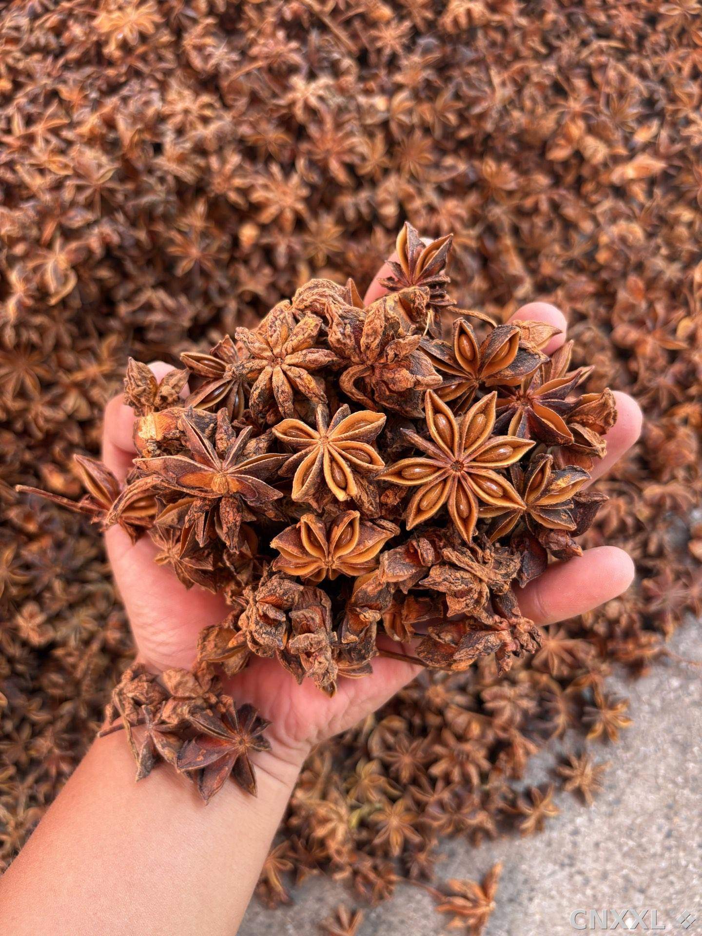 spice_3271419_9adaeaeb_1.jpg