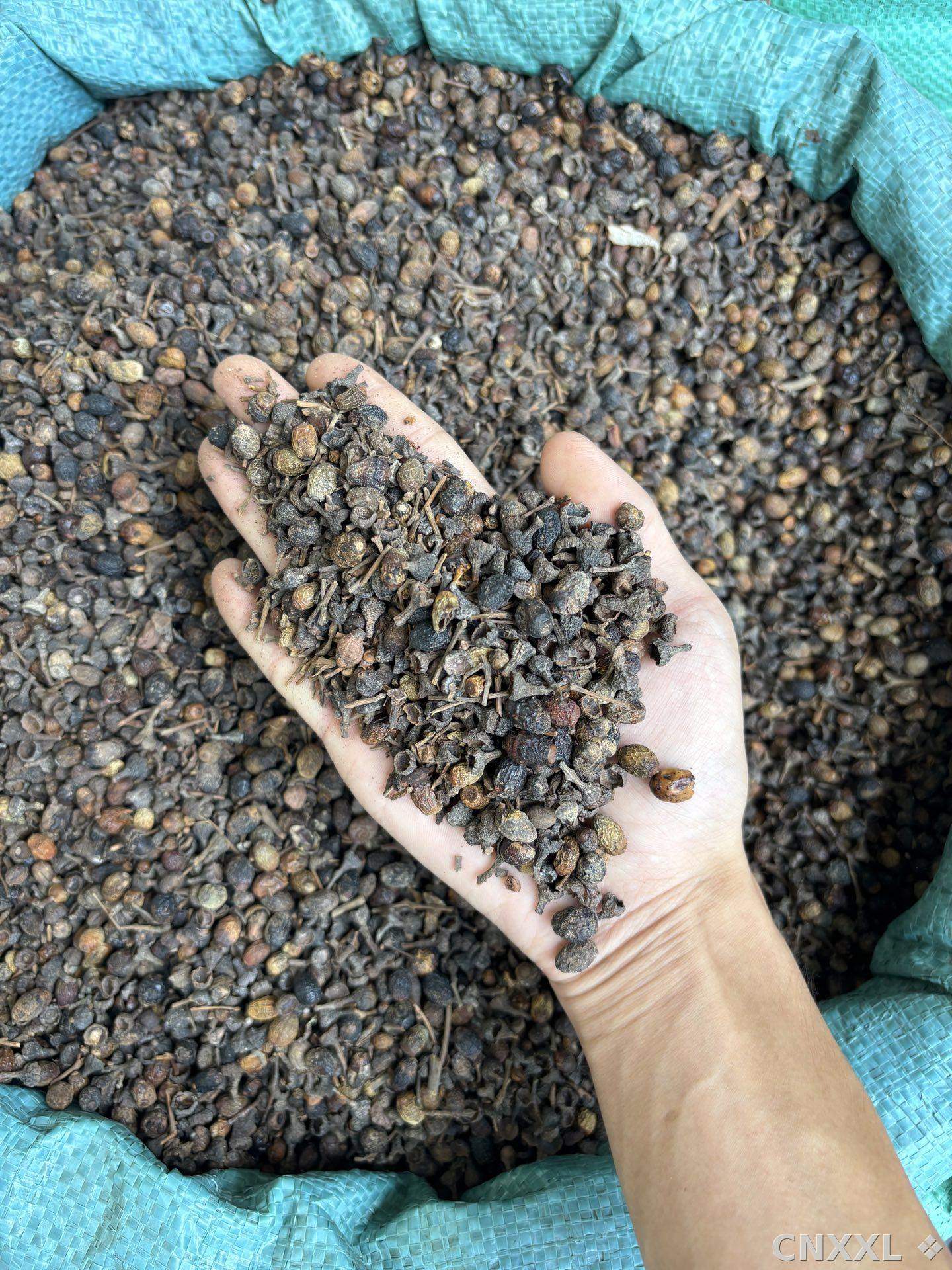 spice_3291741_46f1eeea_1.jpg