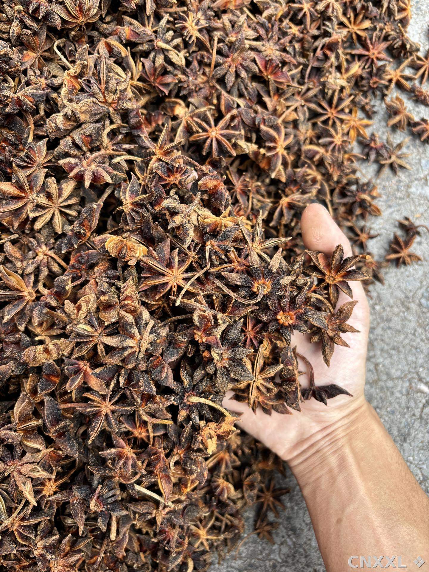 spice_3362808_3401fa2f_3.jpg