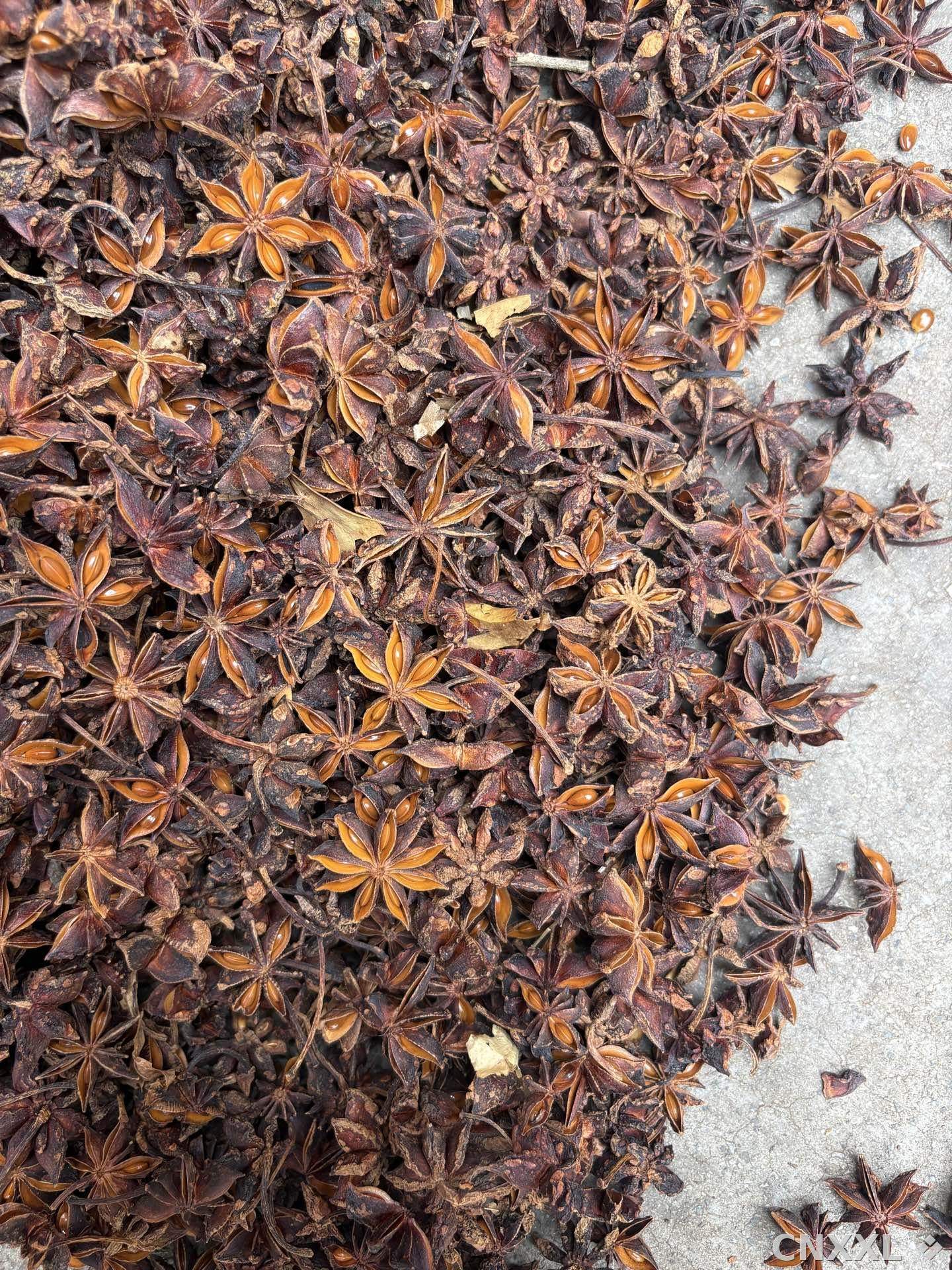 spice_3469496_7ea6264b_3.jpg