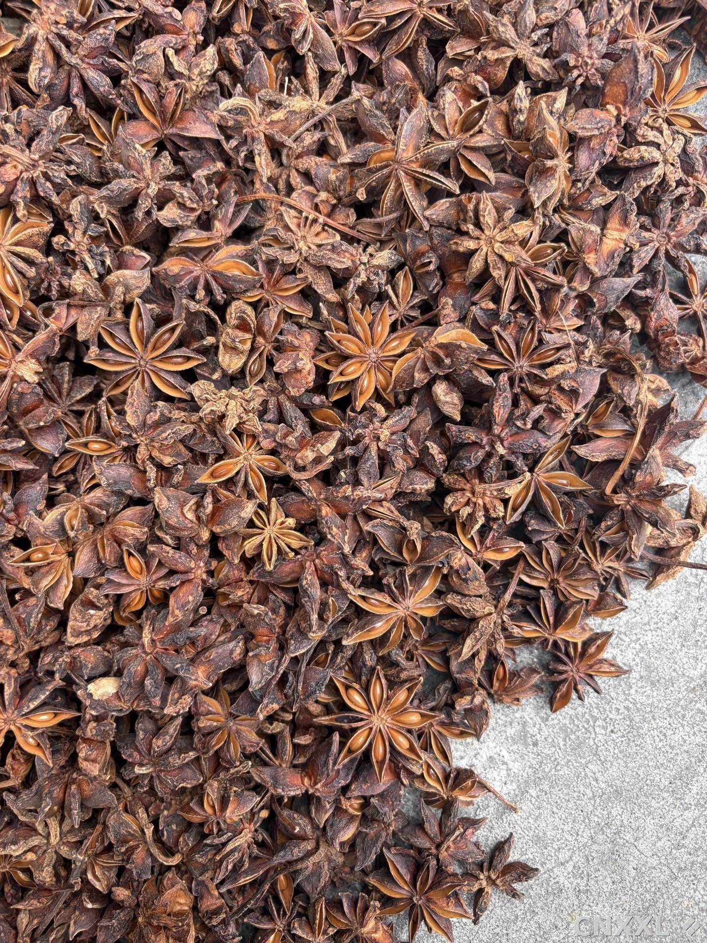 spice_3469499_9b65915b_3.jpg