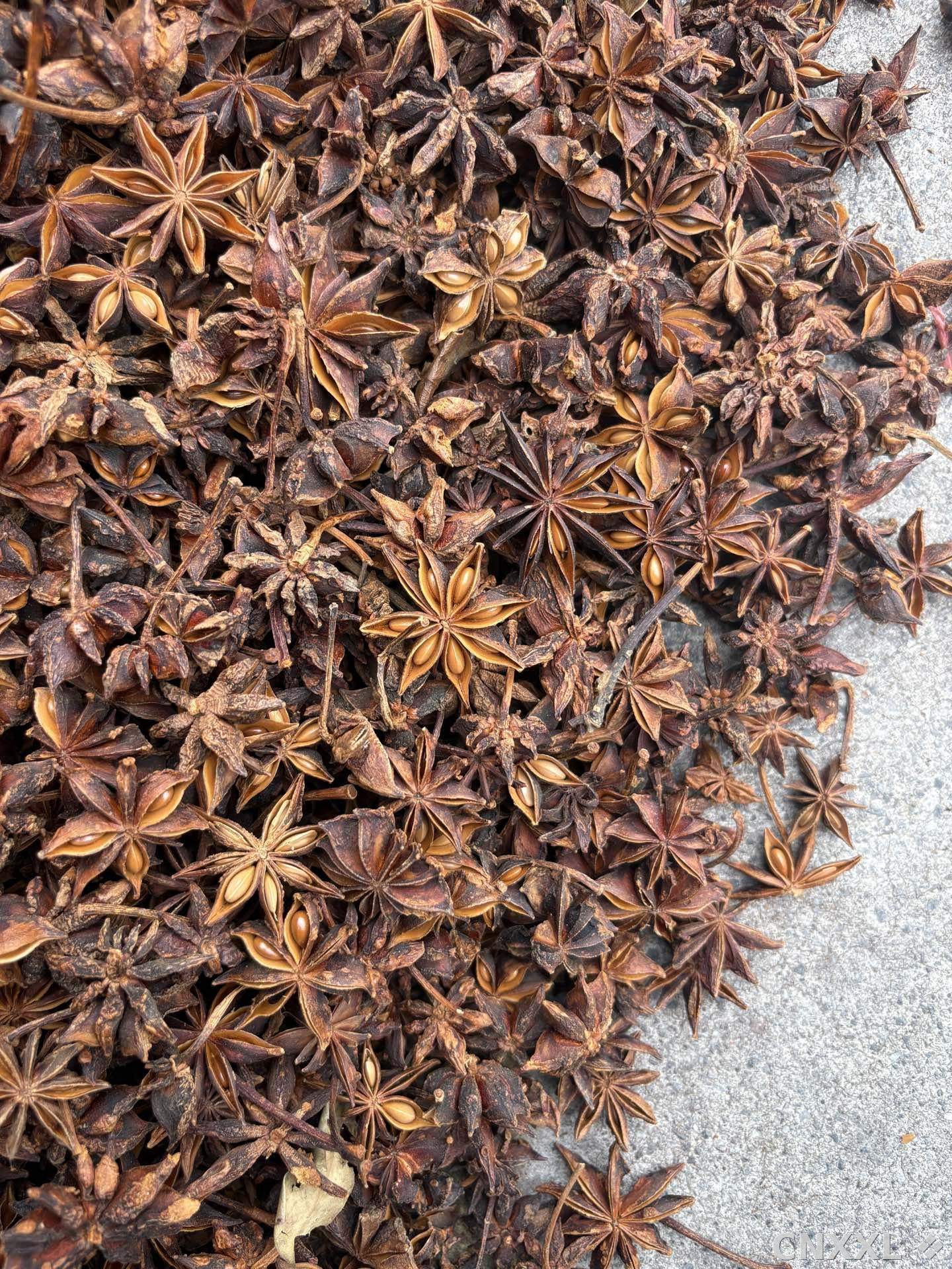 spice_3469504_88049b66_3.jpg