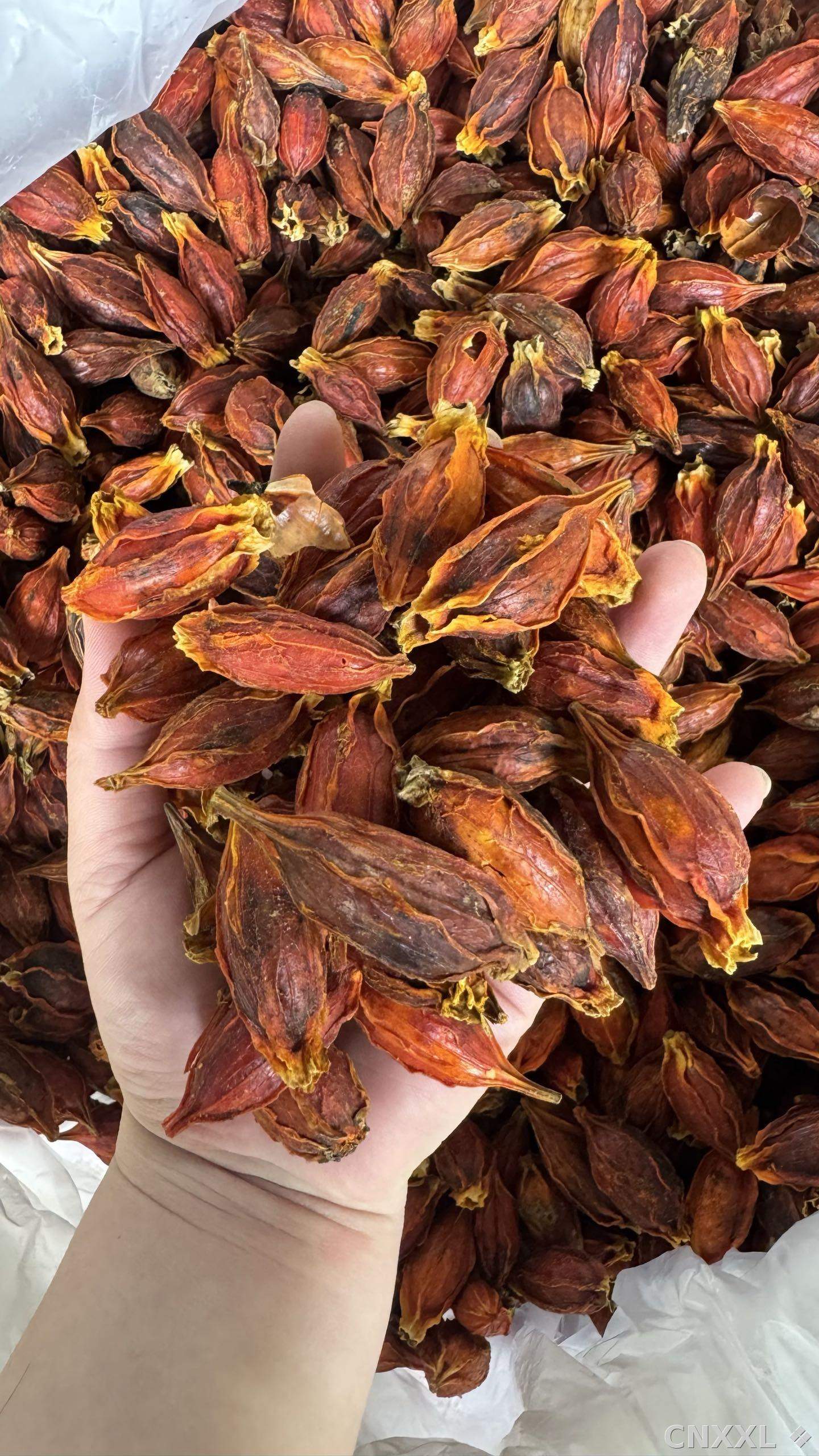 spice_3591428_072bdc9c_1.jpg