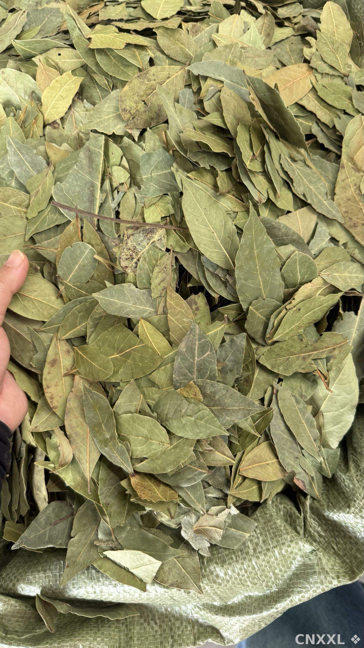 spice_3682920_beac20cc_2.jpg