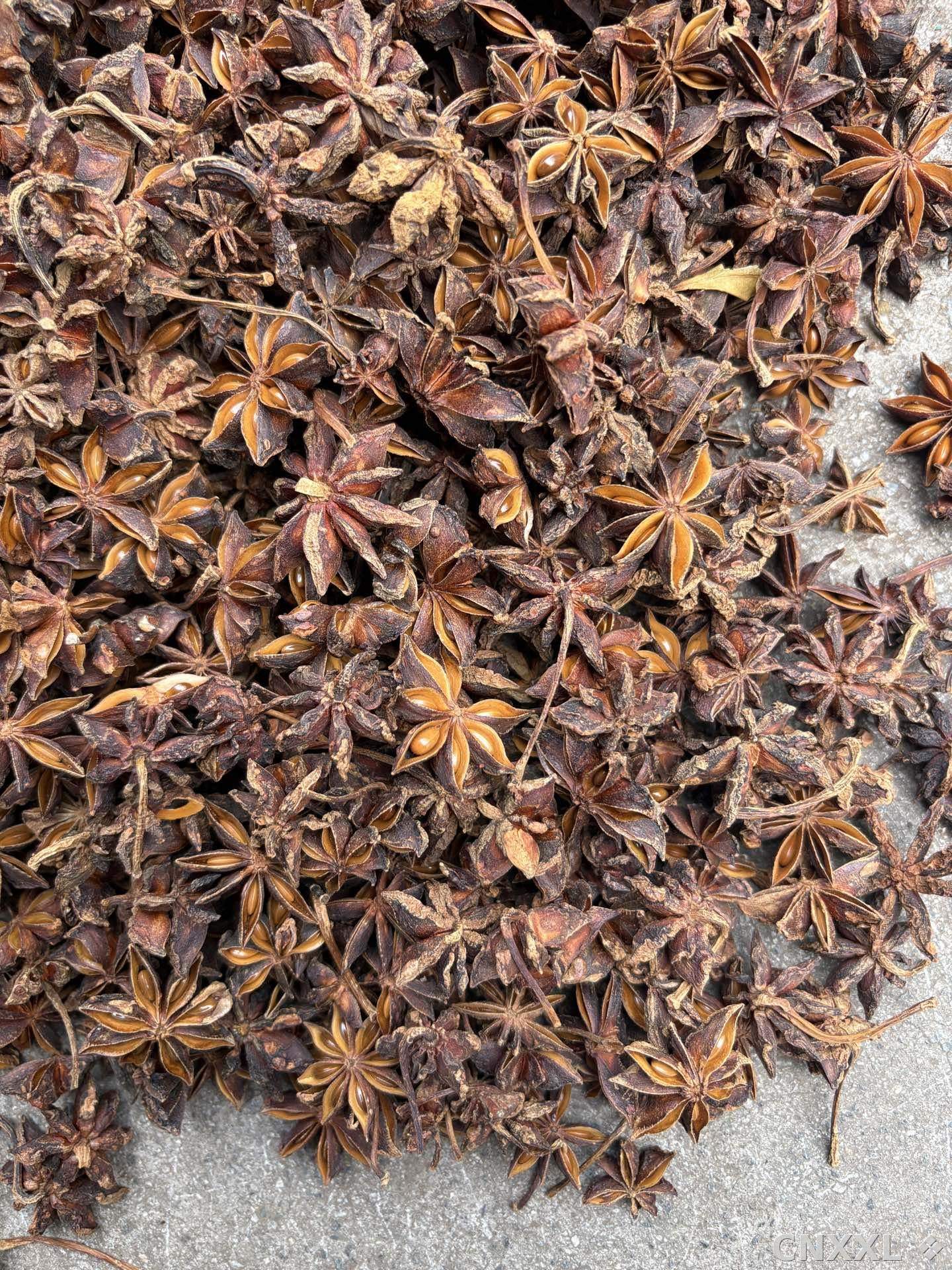 spice_3733823_ef297332_3.jpg