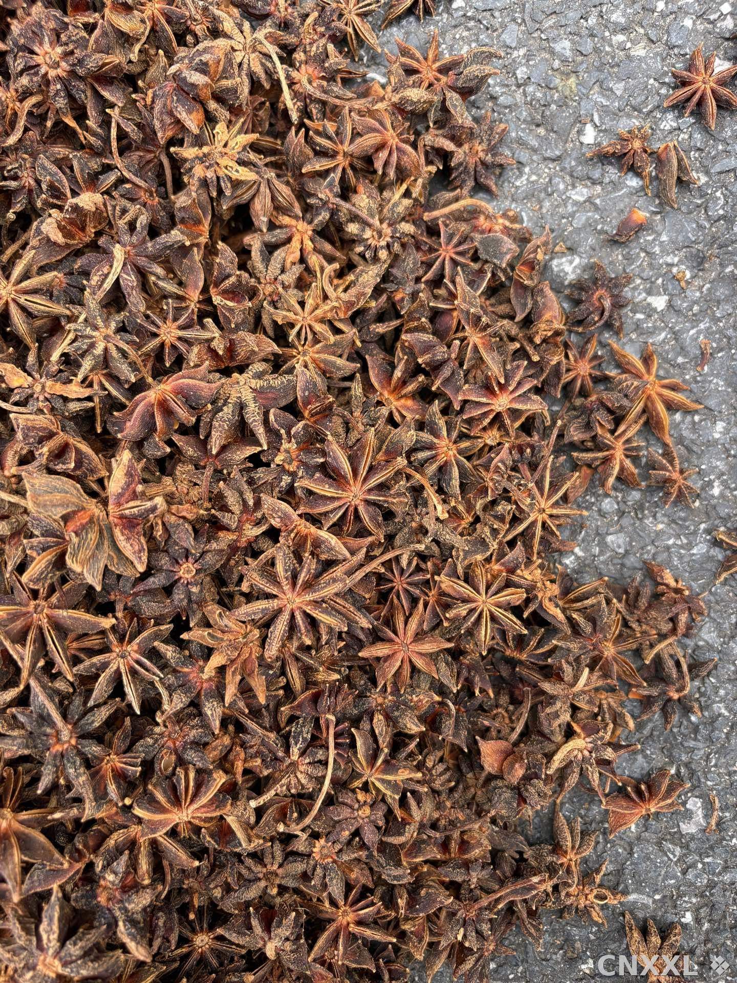 spice_3769477_900aa76e_3.jpg