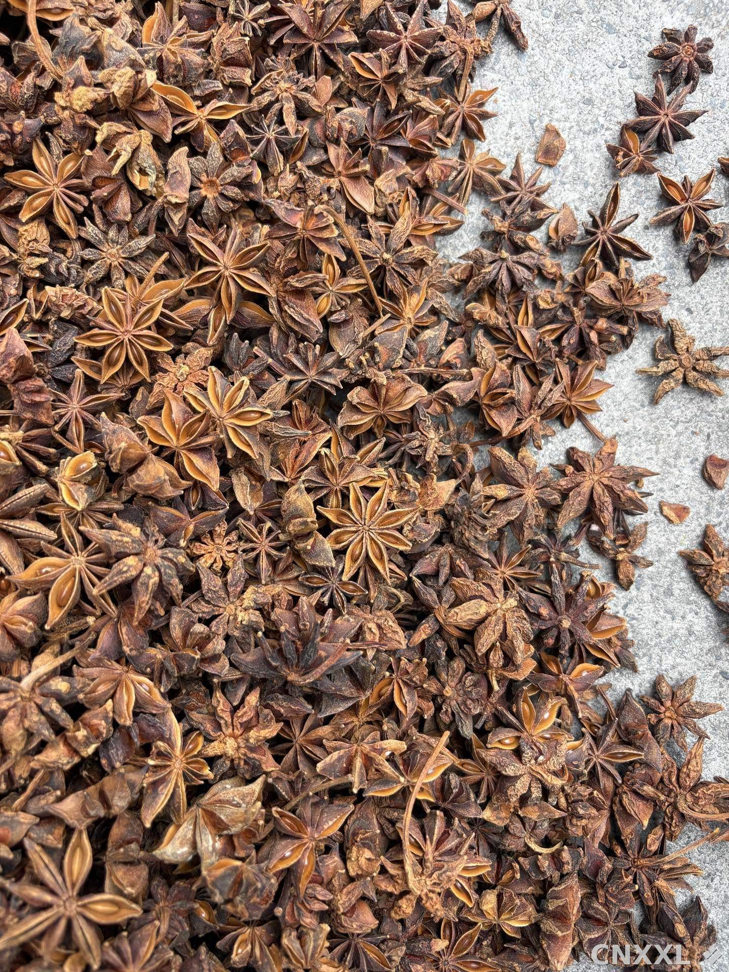 spice_3897007_da55cb32_3.jpg