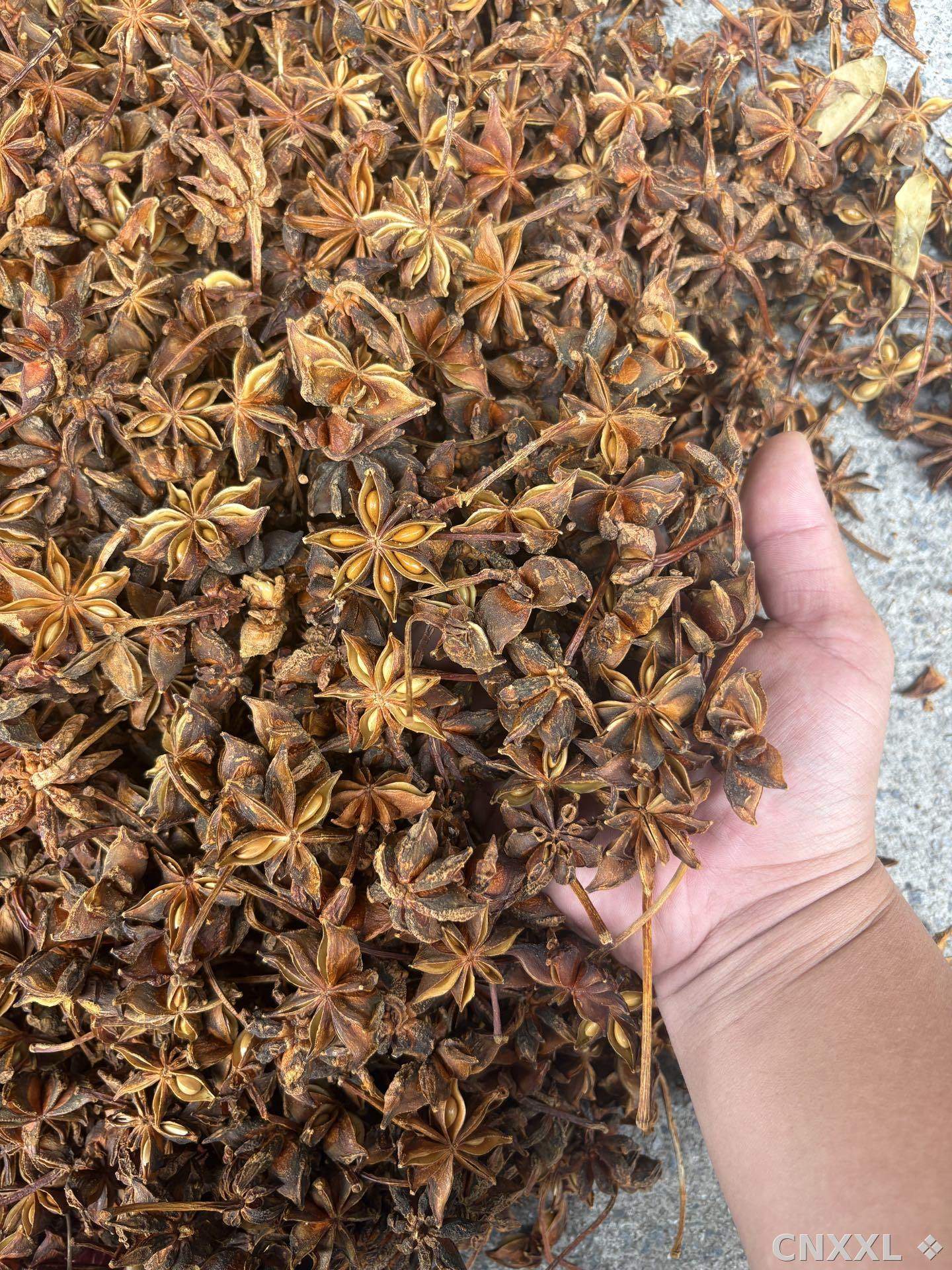 spice_4080853_2d9790d4_2.jpg