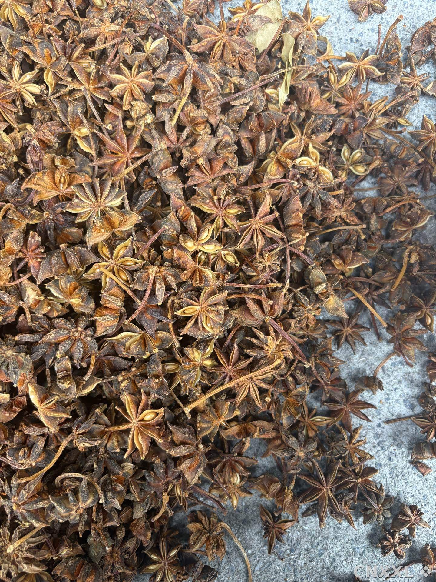 spice_4080853_8c609a92_3.jpg