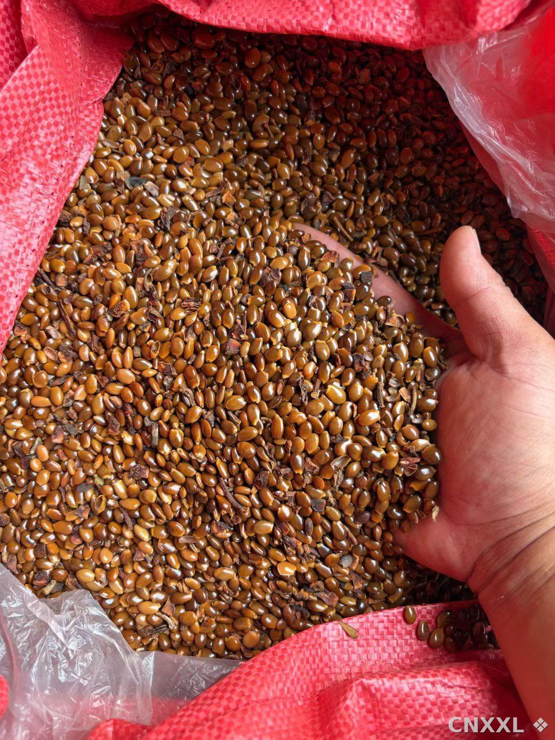 spice_4244329_76739e8c_3.jpg