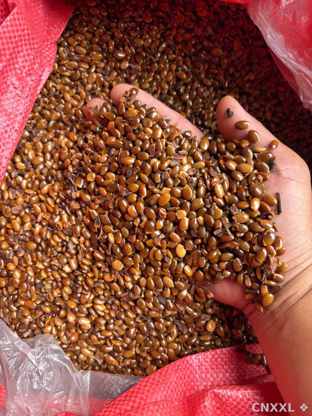 spice_4244329_a7e48c2b_2.jpg