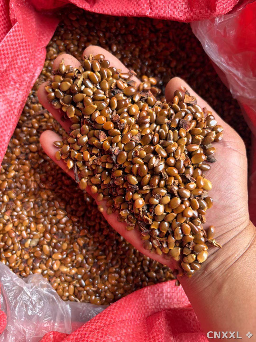 spice_4244329_a88d3c7e_1.jpg