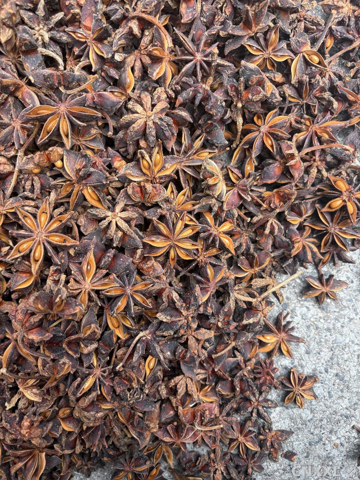 spice_4372406_6c8bf83e_3.jpg