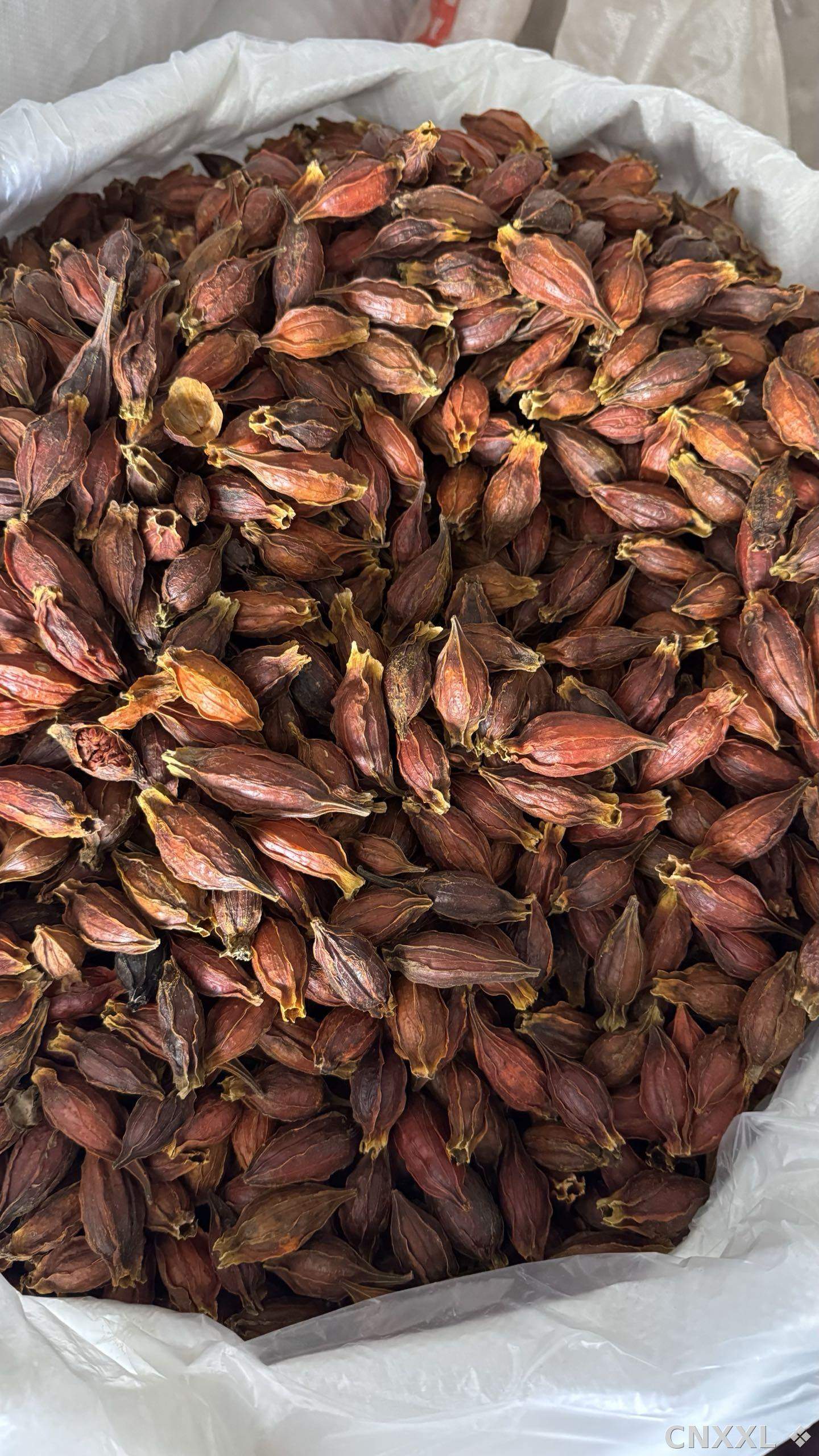 spice_4377499_ba6f61df_2.jpg