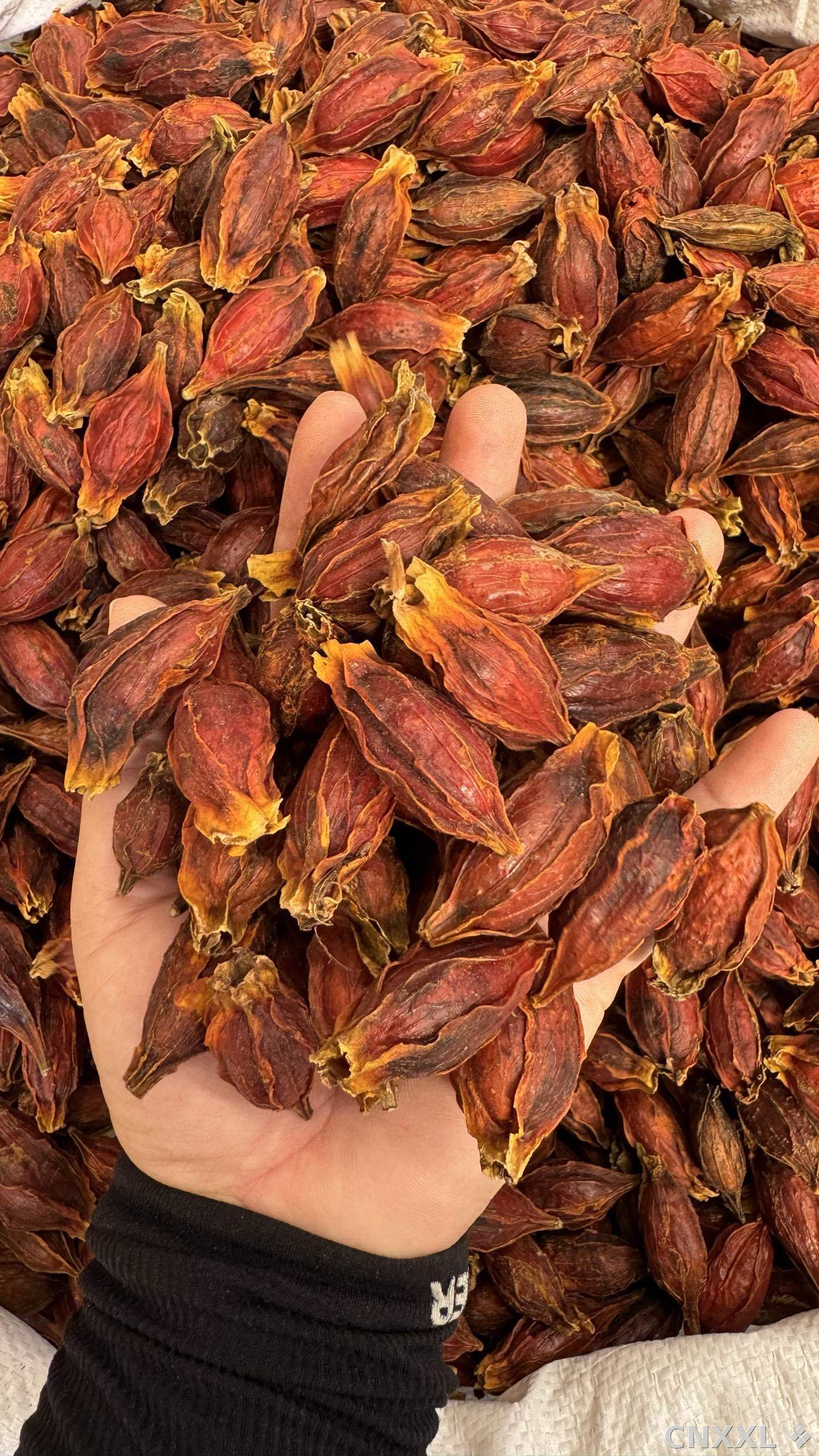 spice_4382606_55b9ebe5_1.jpg