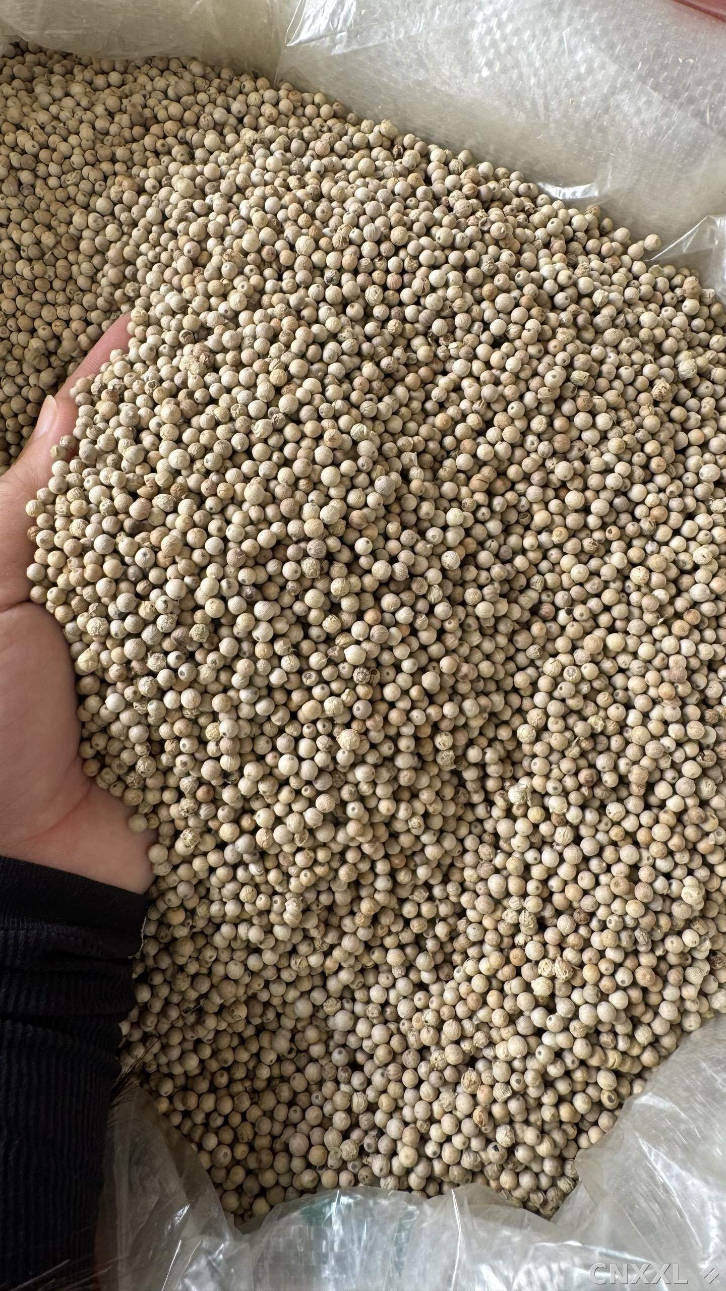 spice_4382613_3745af3e_2.jpg