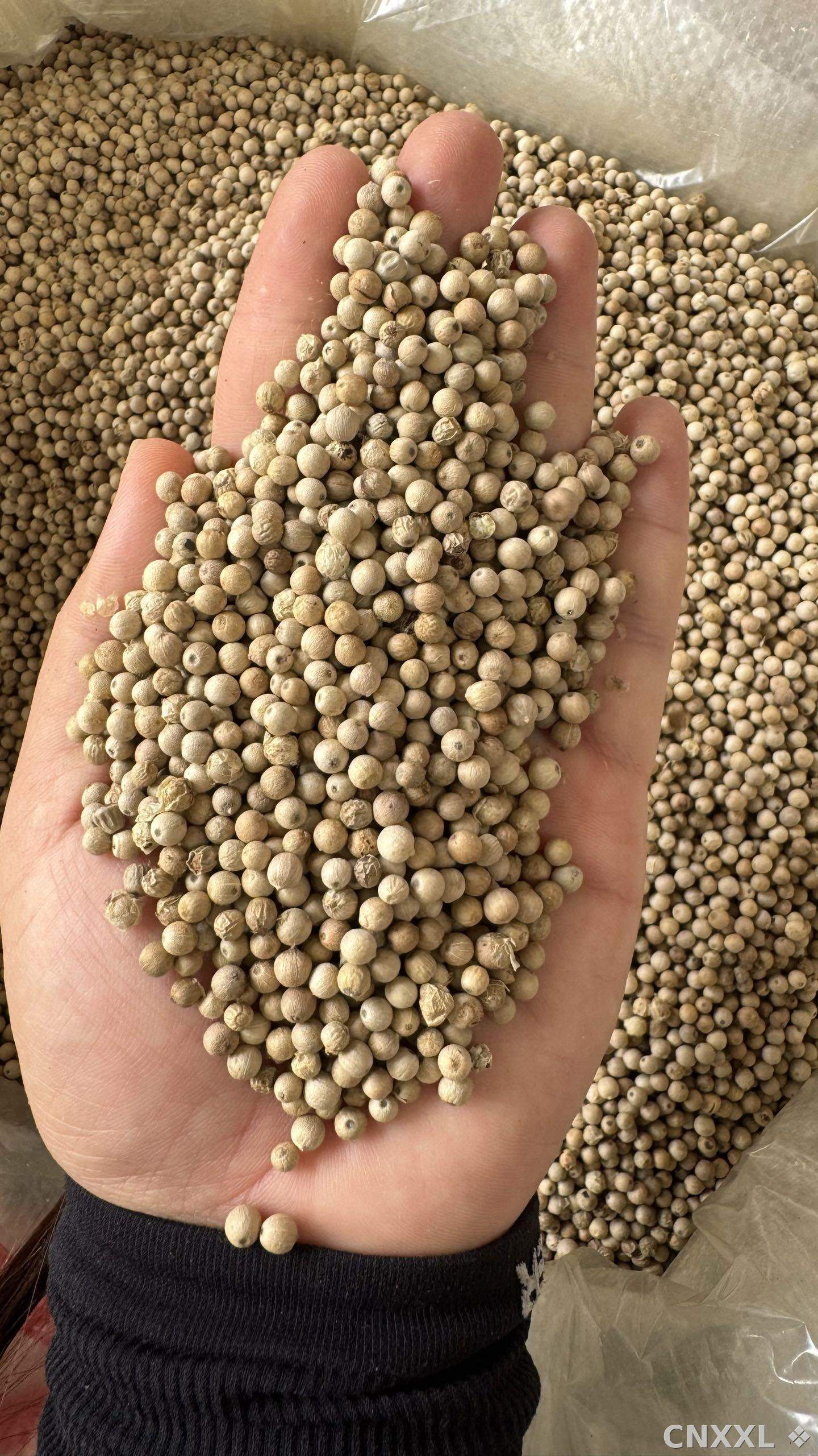 spice_4382613_b303672a_1.jpg