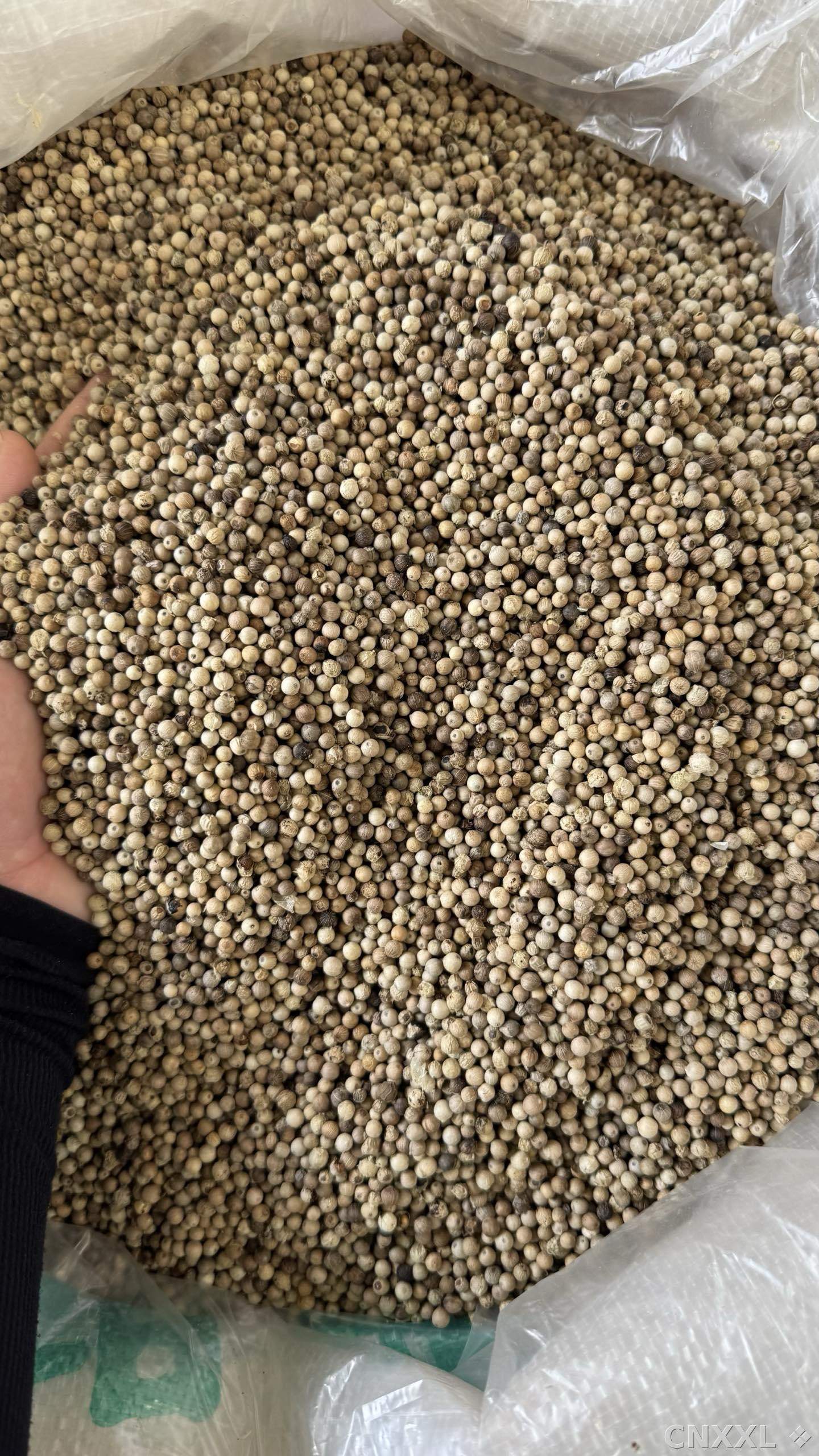 spice_4382614_983f7a50_3.jpg