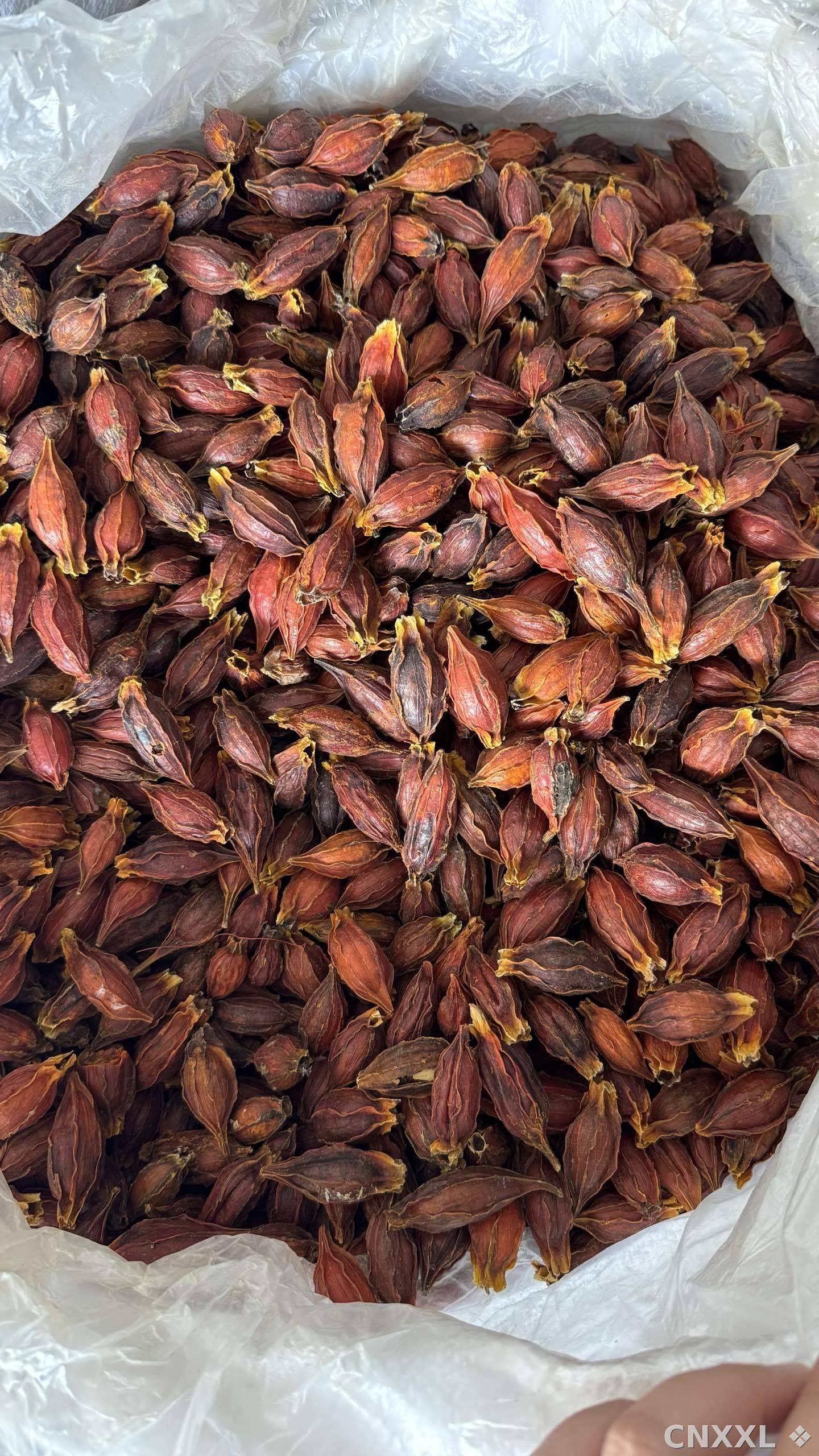 spice_4413272_27f78a9c_3.jpg