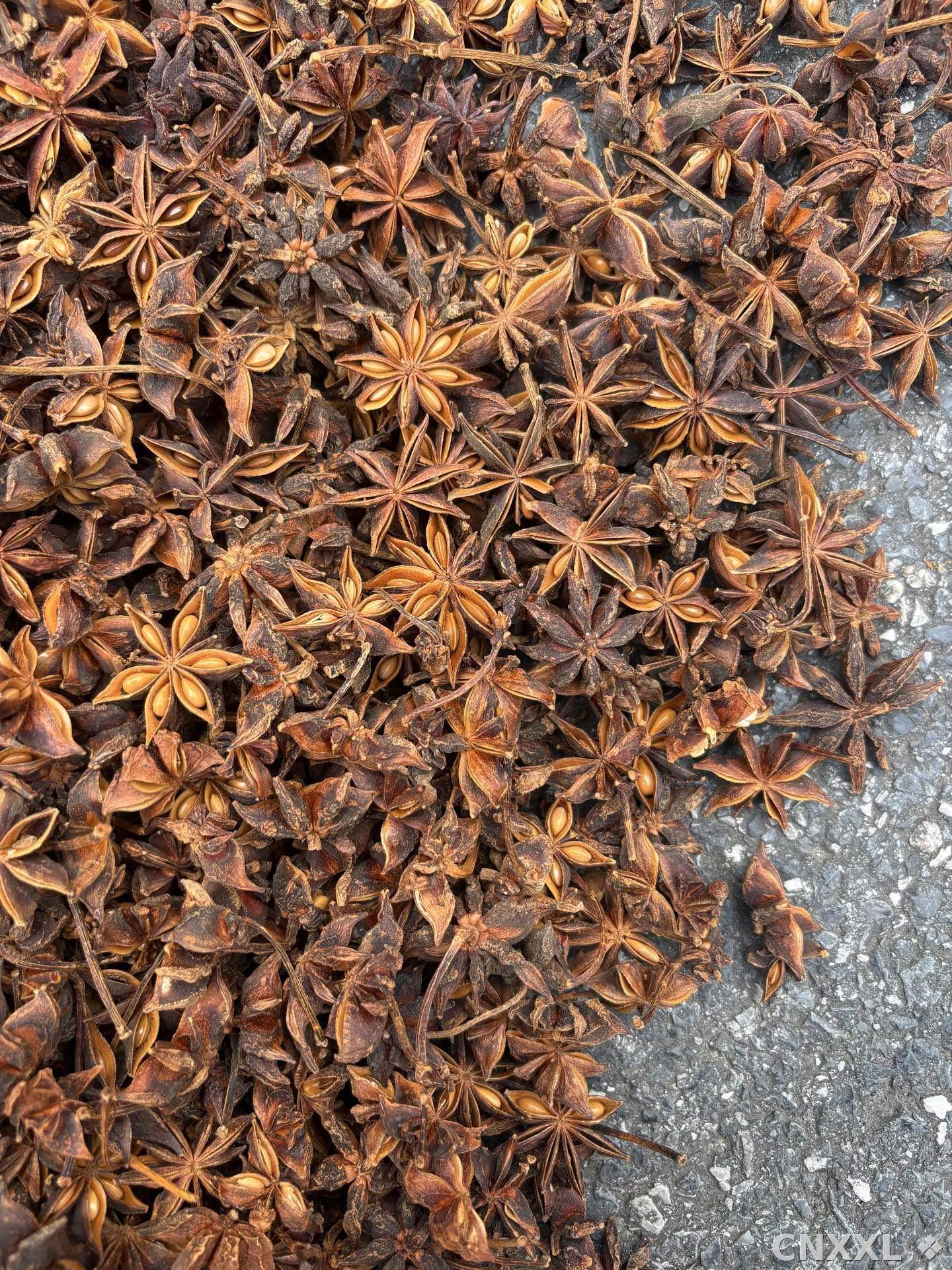 spice_4469501_37bf9d60_3.jpg
