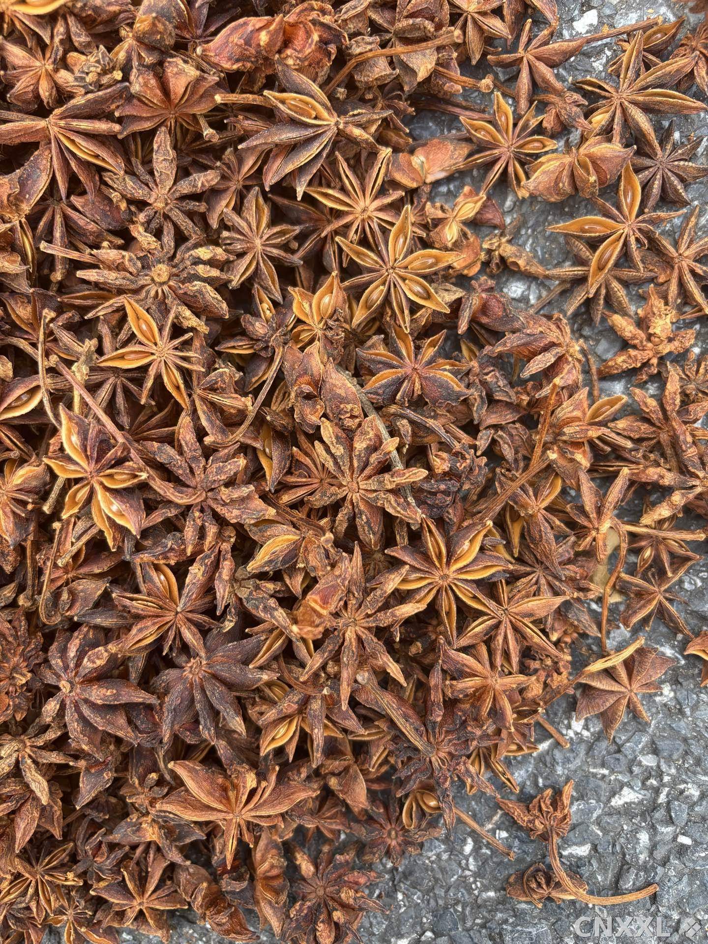 spice_4469501_541d99b2_3.jpg