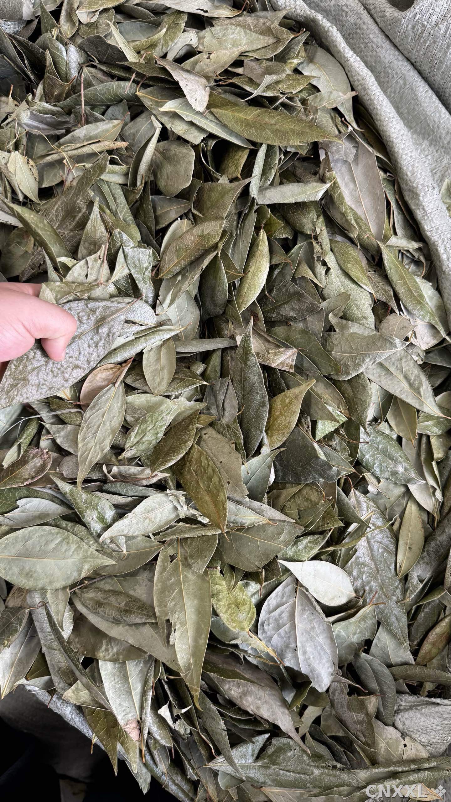 spice_4484831_c1d43bb3_1.jpg