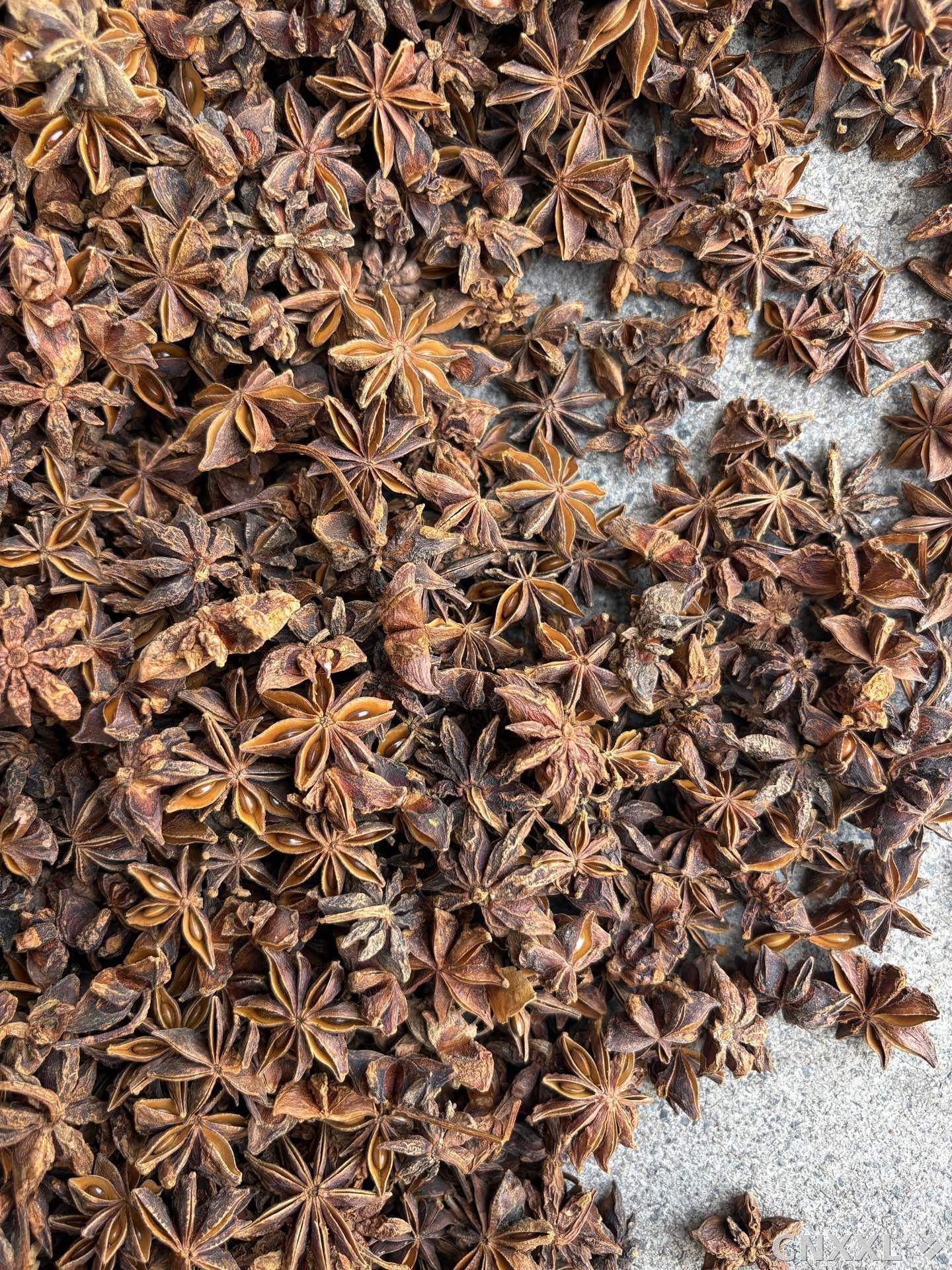 spice_4484833_08e4e13d_3.jpg