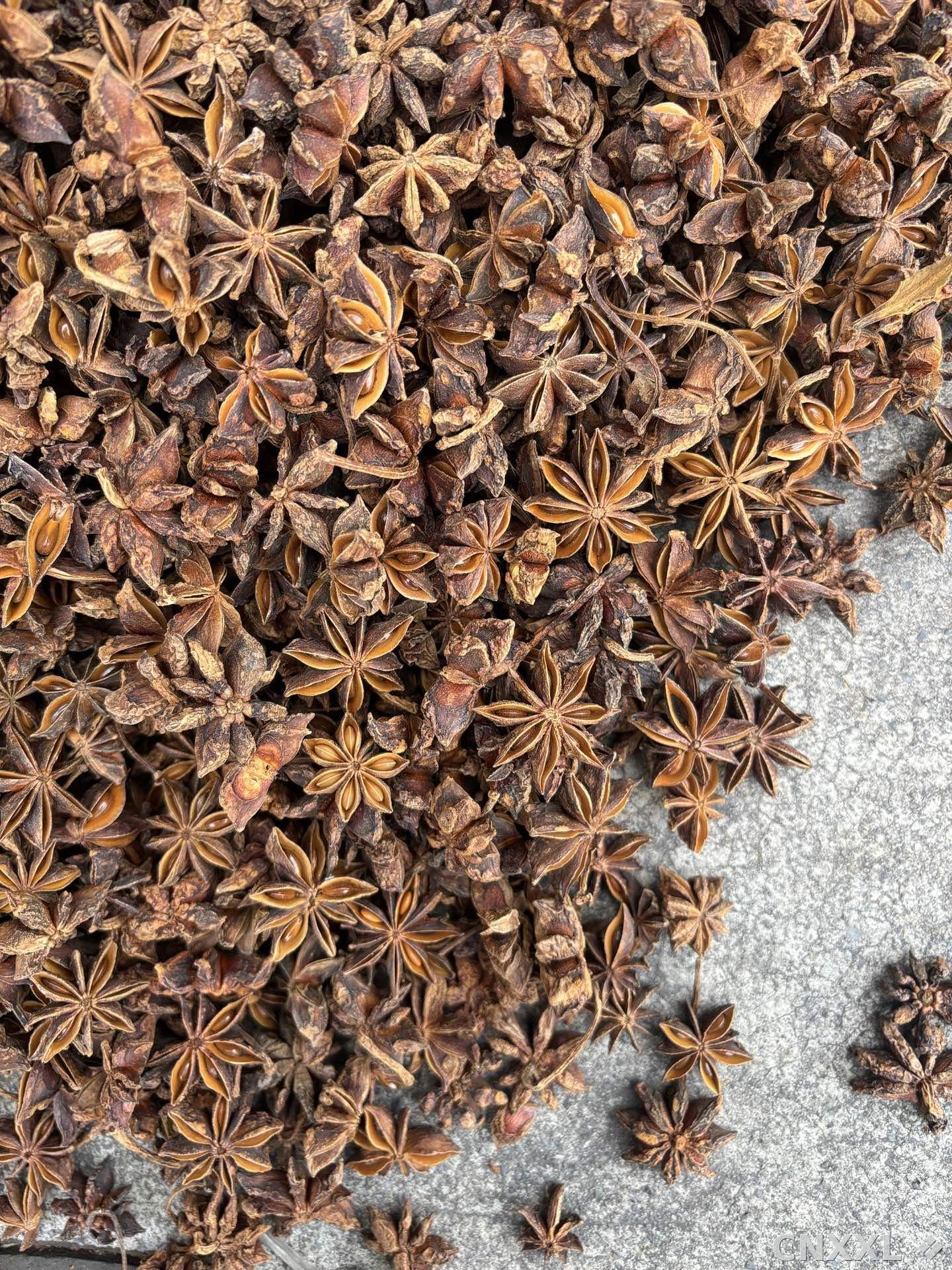 spice_4576873_6e996d13_3.jpg
