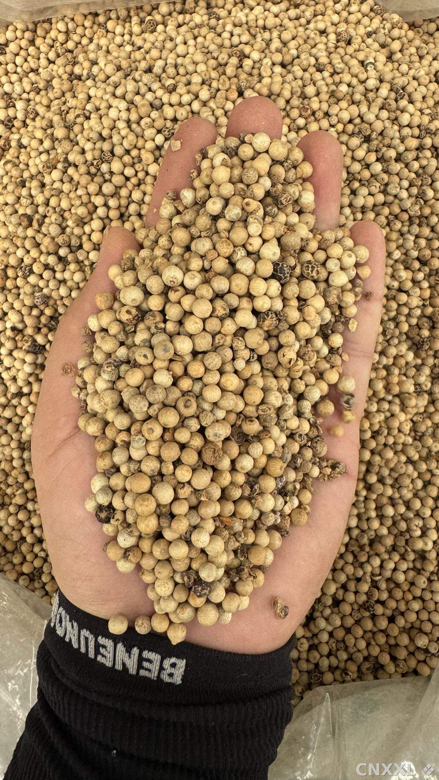 spice_4587102_36f22e38_2.jpg