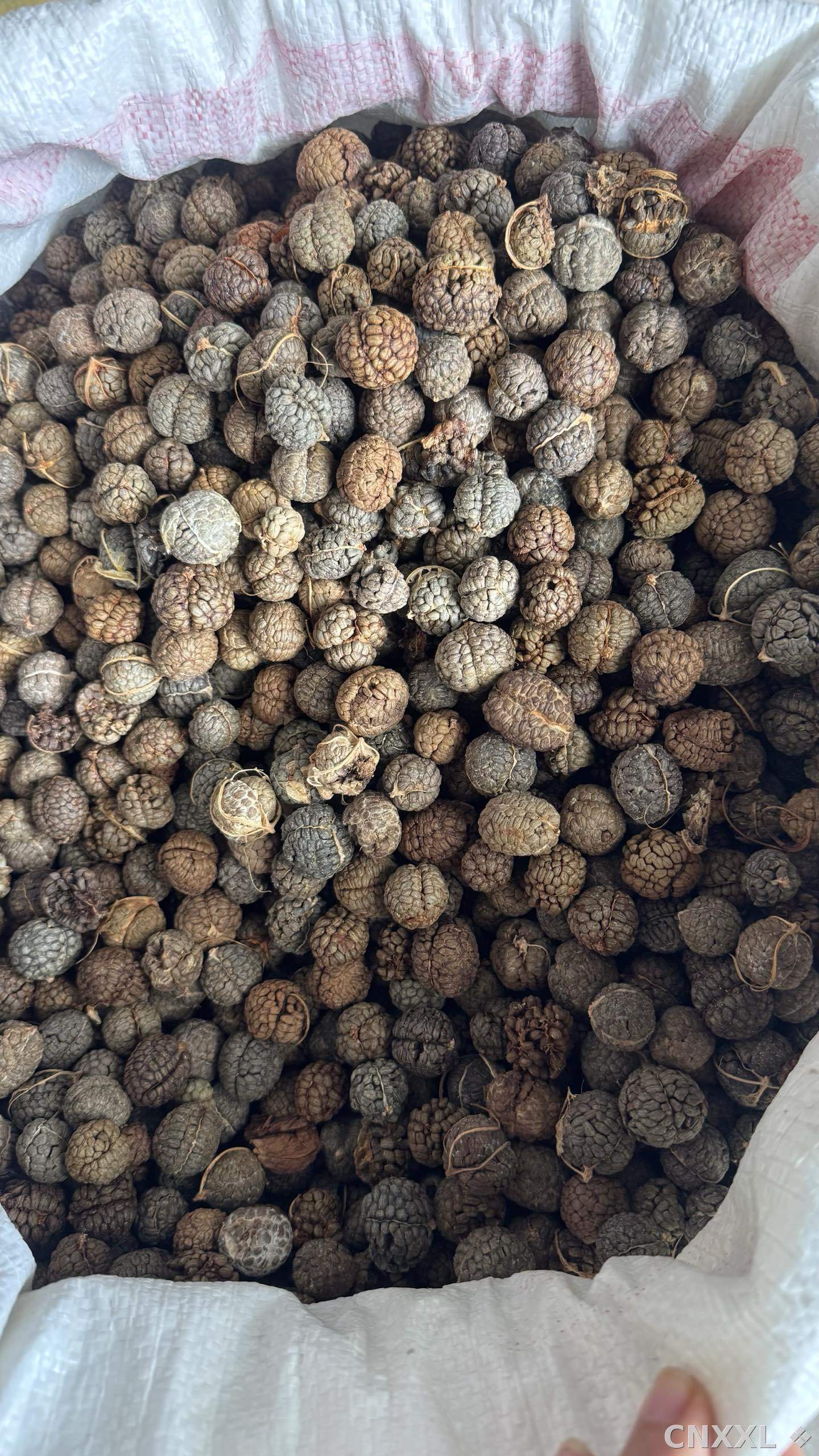 spice_4648511_e9379b56_3.jpg