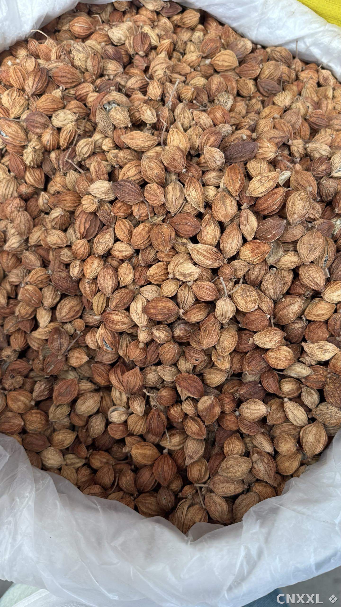 spice_4684344_007e11e6_3.jpg