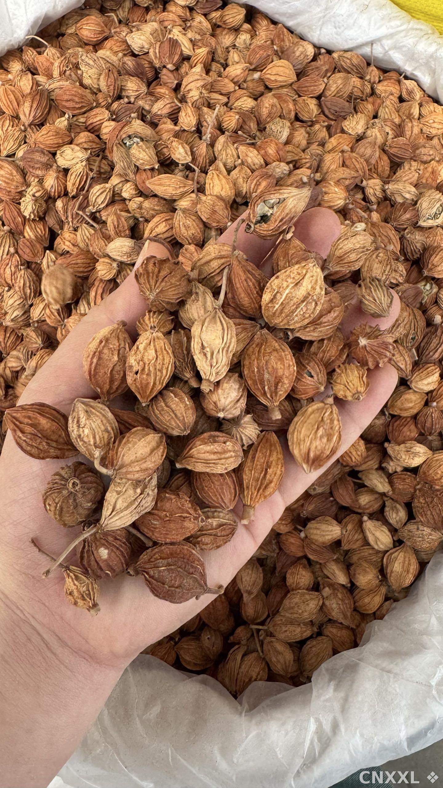 spice_4684344_13b9cb17_2.jpg